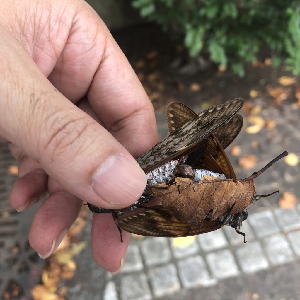 交配中のアブラゼミ