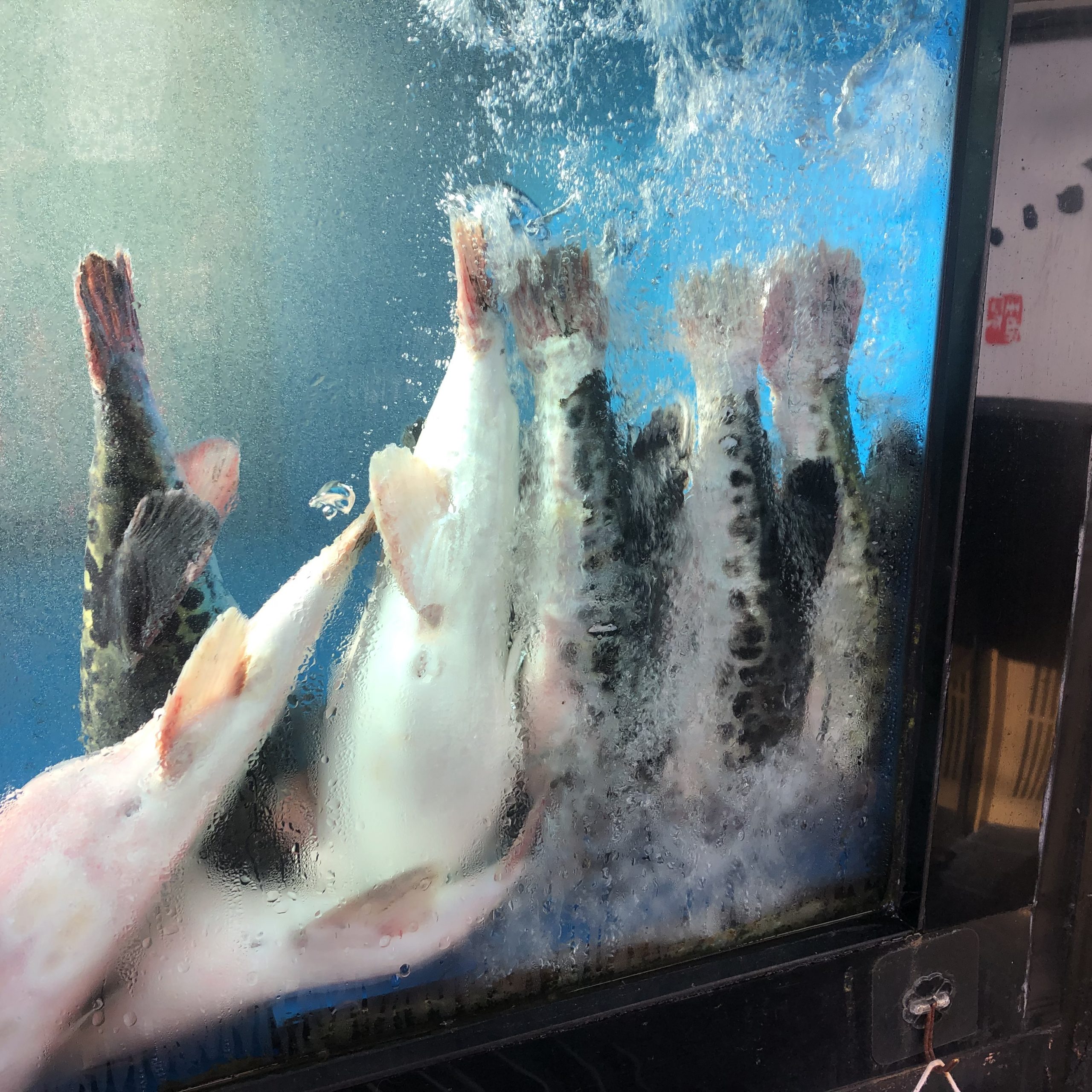 さかさに立つフグ