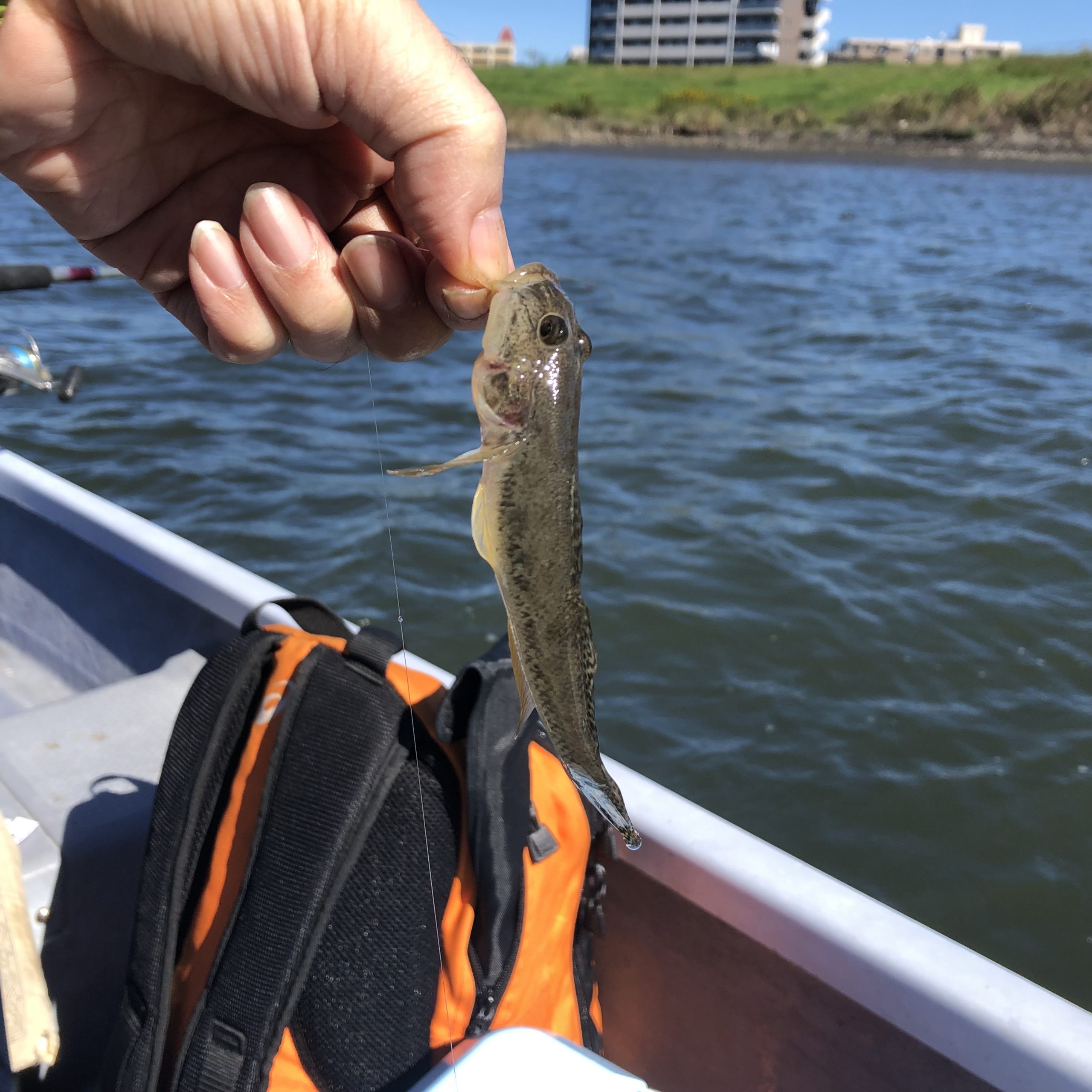 ハゼ釣り（2021/10/20）