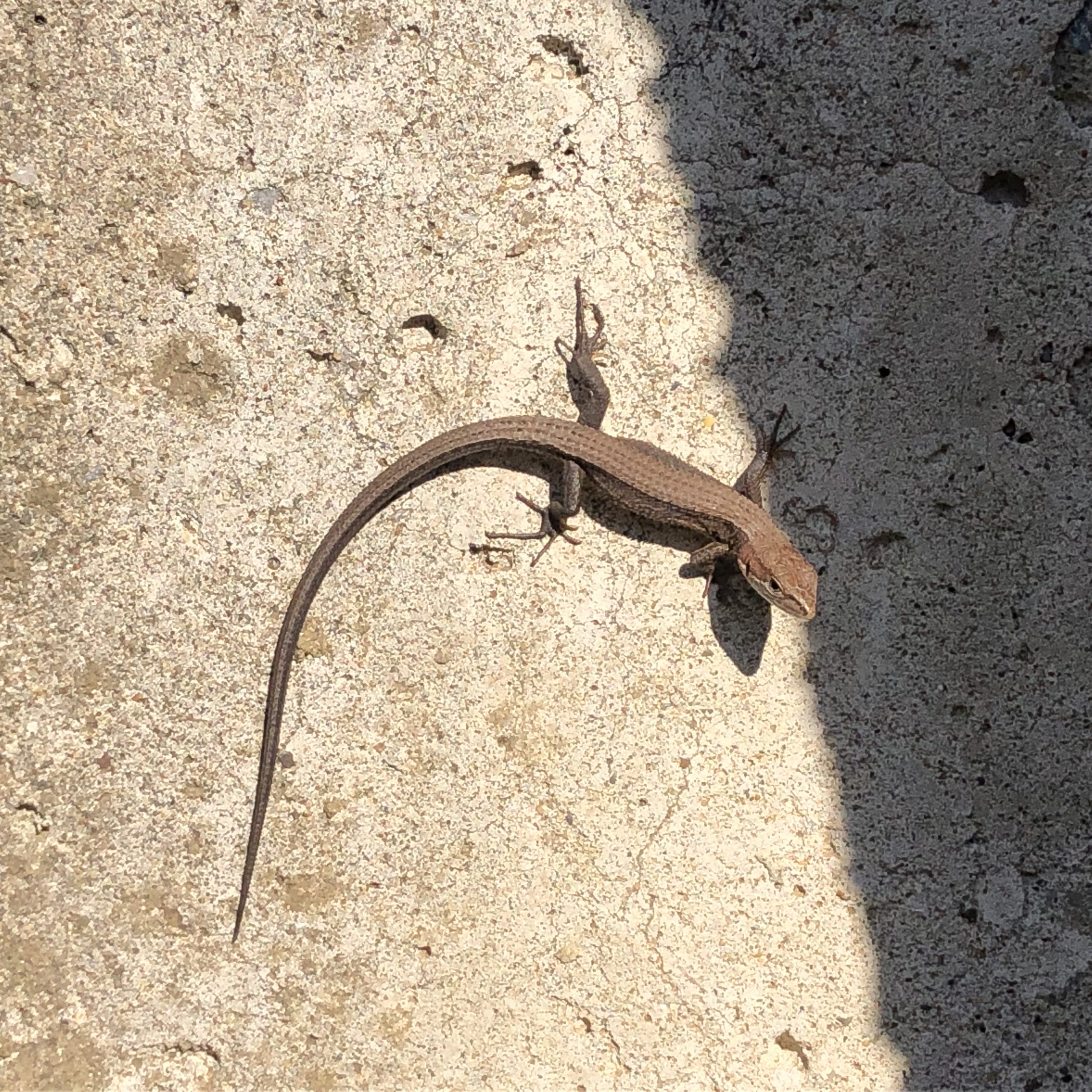 カナヘビの幼体