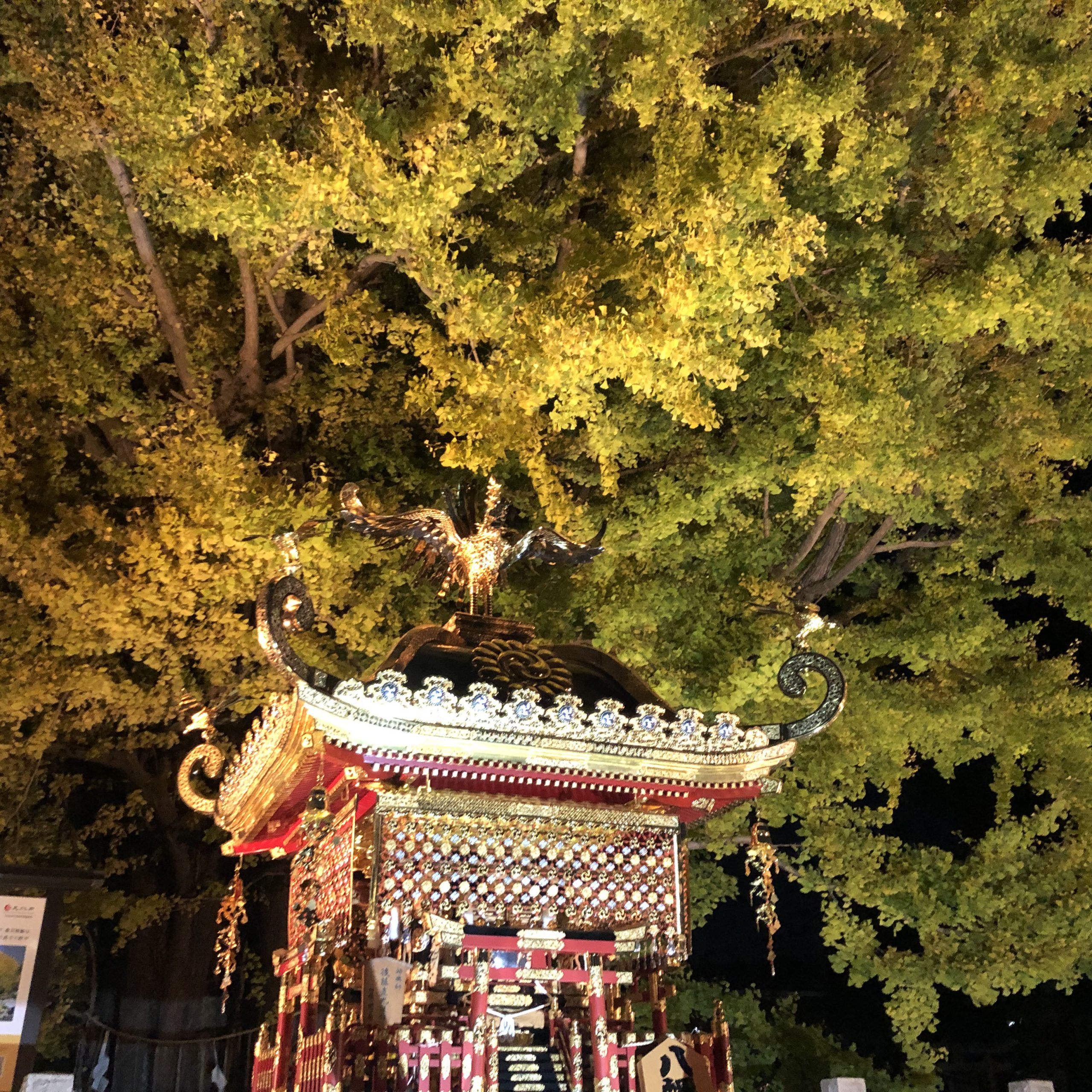 葛飾八幡の大銀杏のライトアップ(iPhoneバージョン)