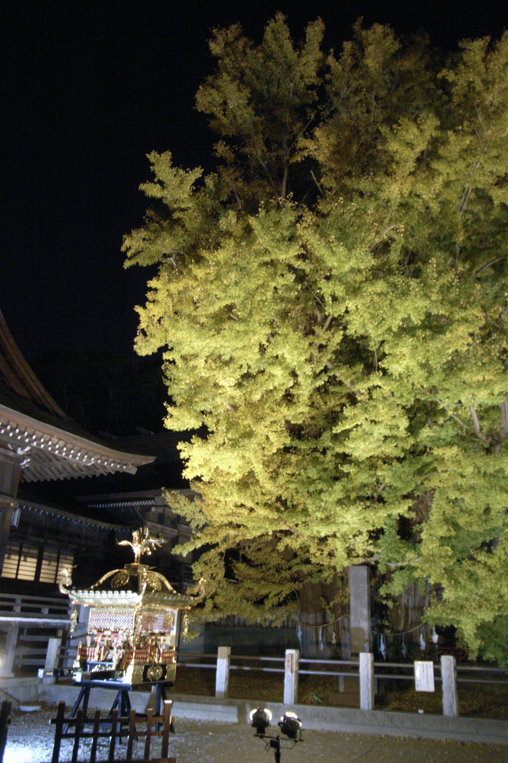 葛飾八幡宮の大銀杏ライトアップを見てきた（2021年）