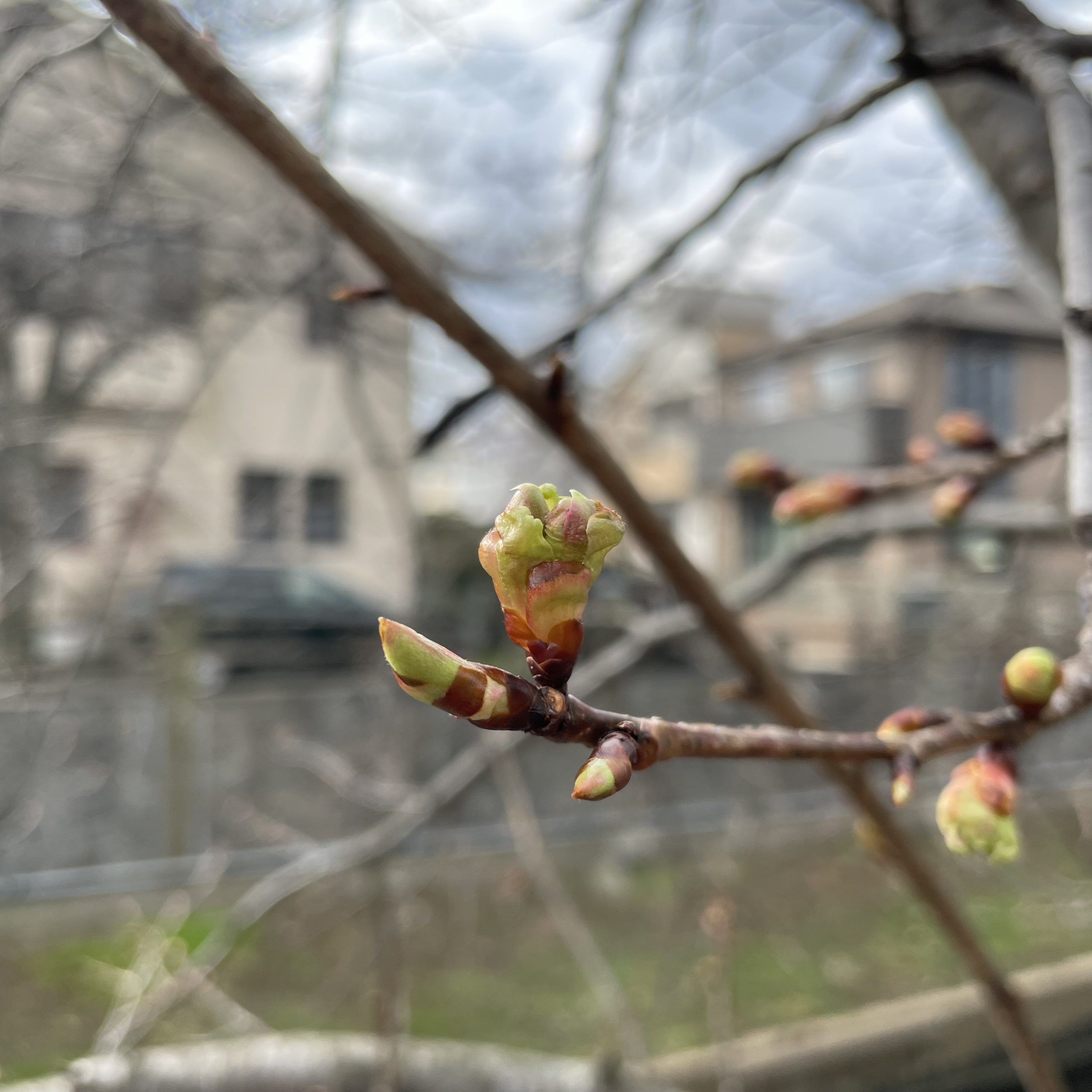 真間川の河津桜の蕾がふくらんできた