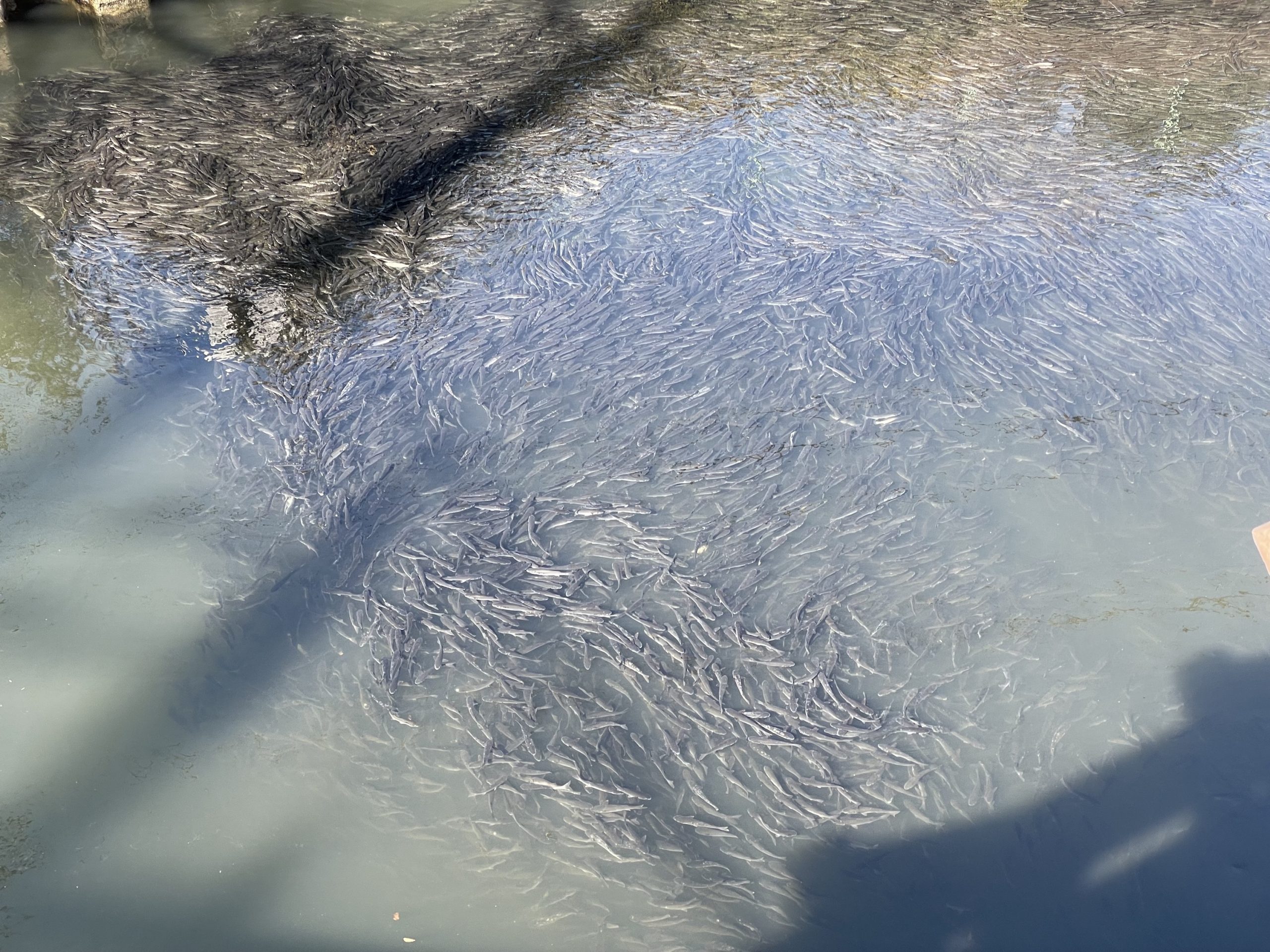 ボラの大群がそじょうしていた