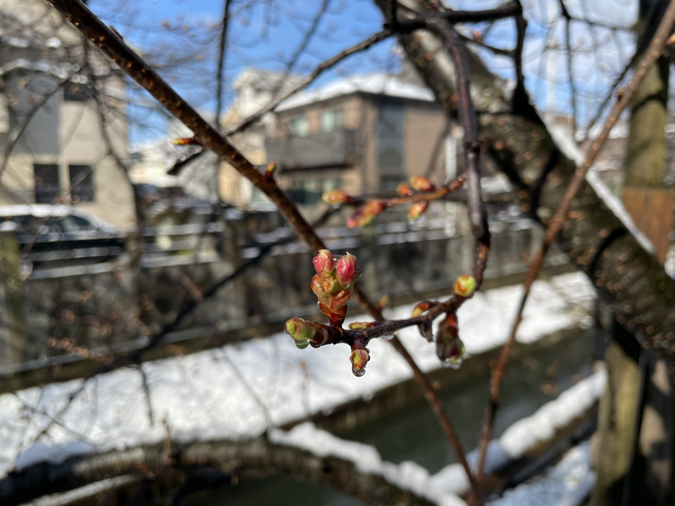 雪が積もった（2022/2/11）