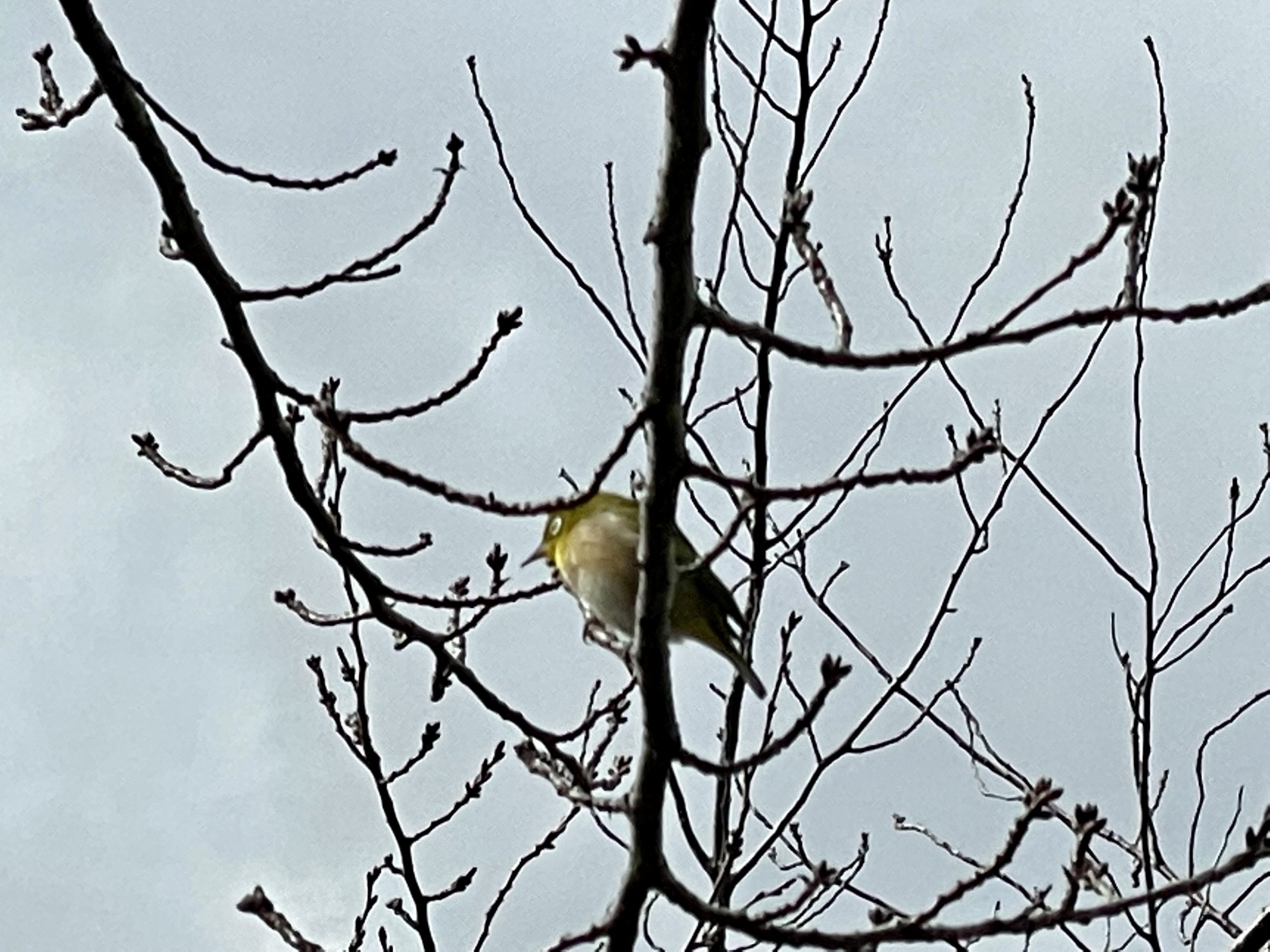 ウグイスかと思ったらメジロだった