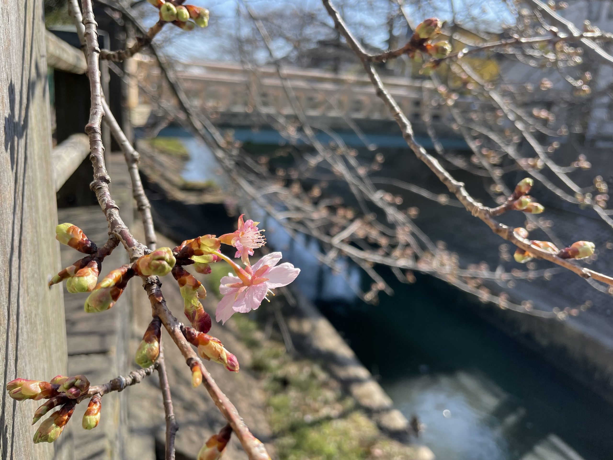 真間川の河津桜が咲き始めた（2022/2/22）