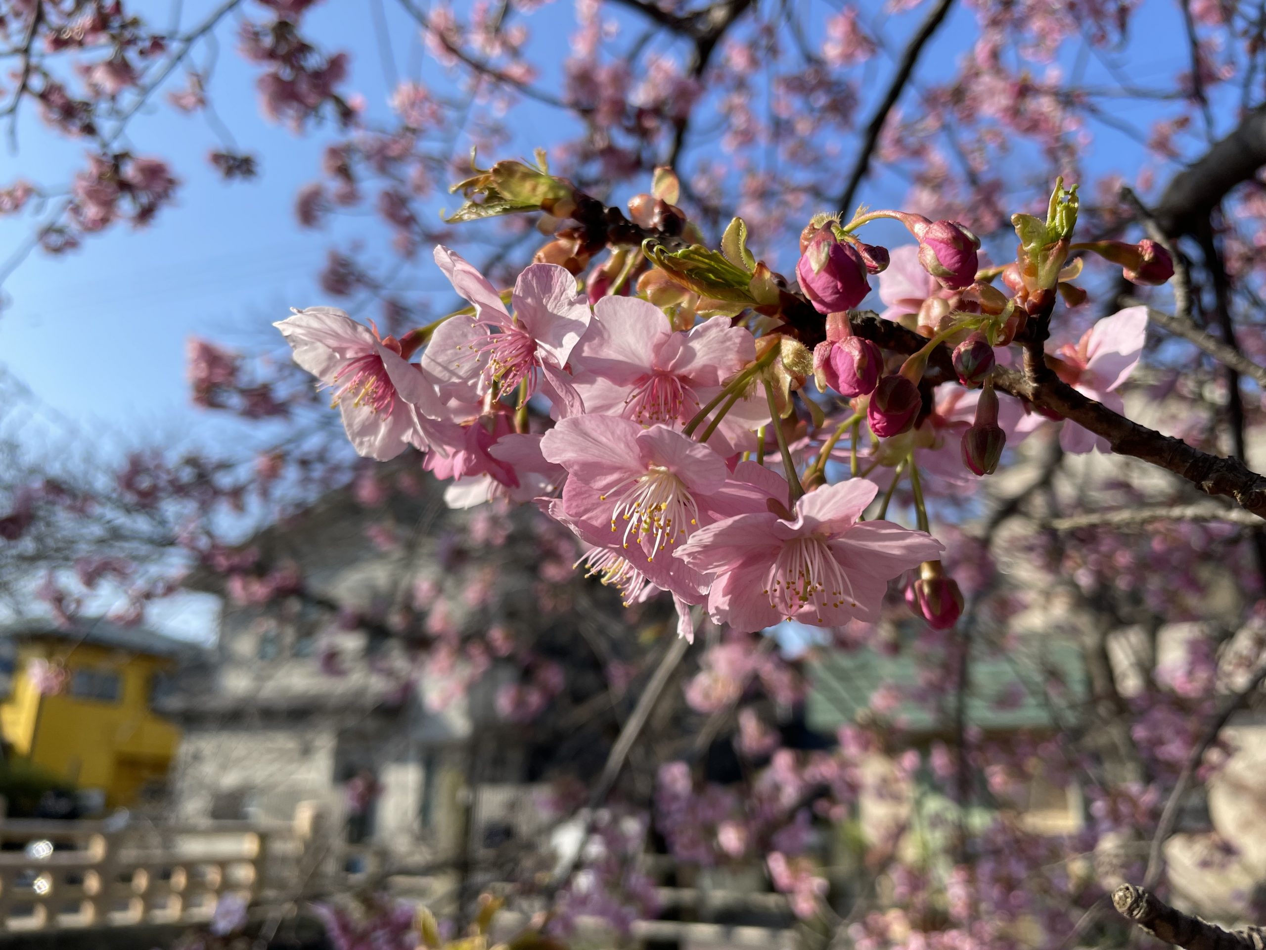 真間川の河津桜が見頃できれい