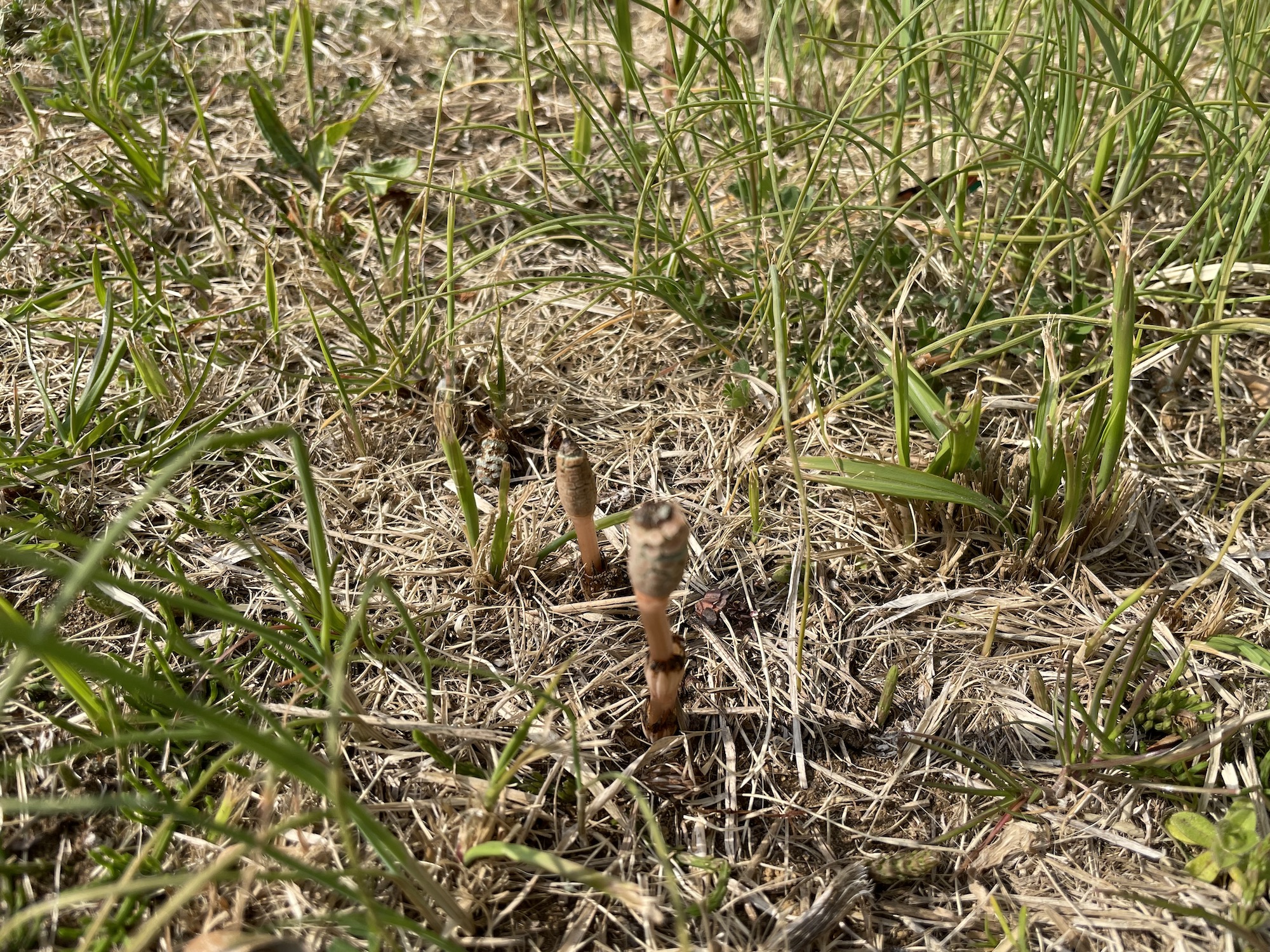 つくしが生えていた