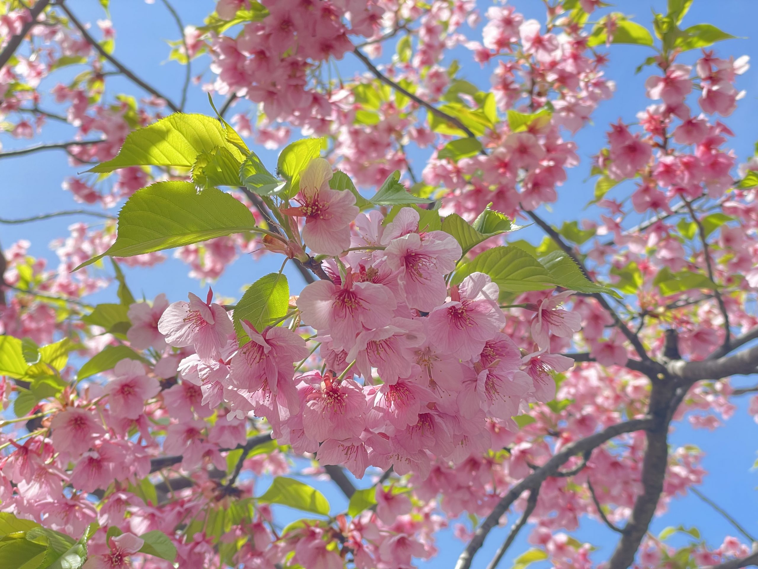桜❀　1010 葉桜の河津桜