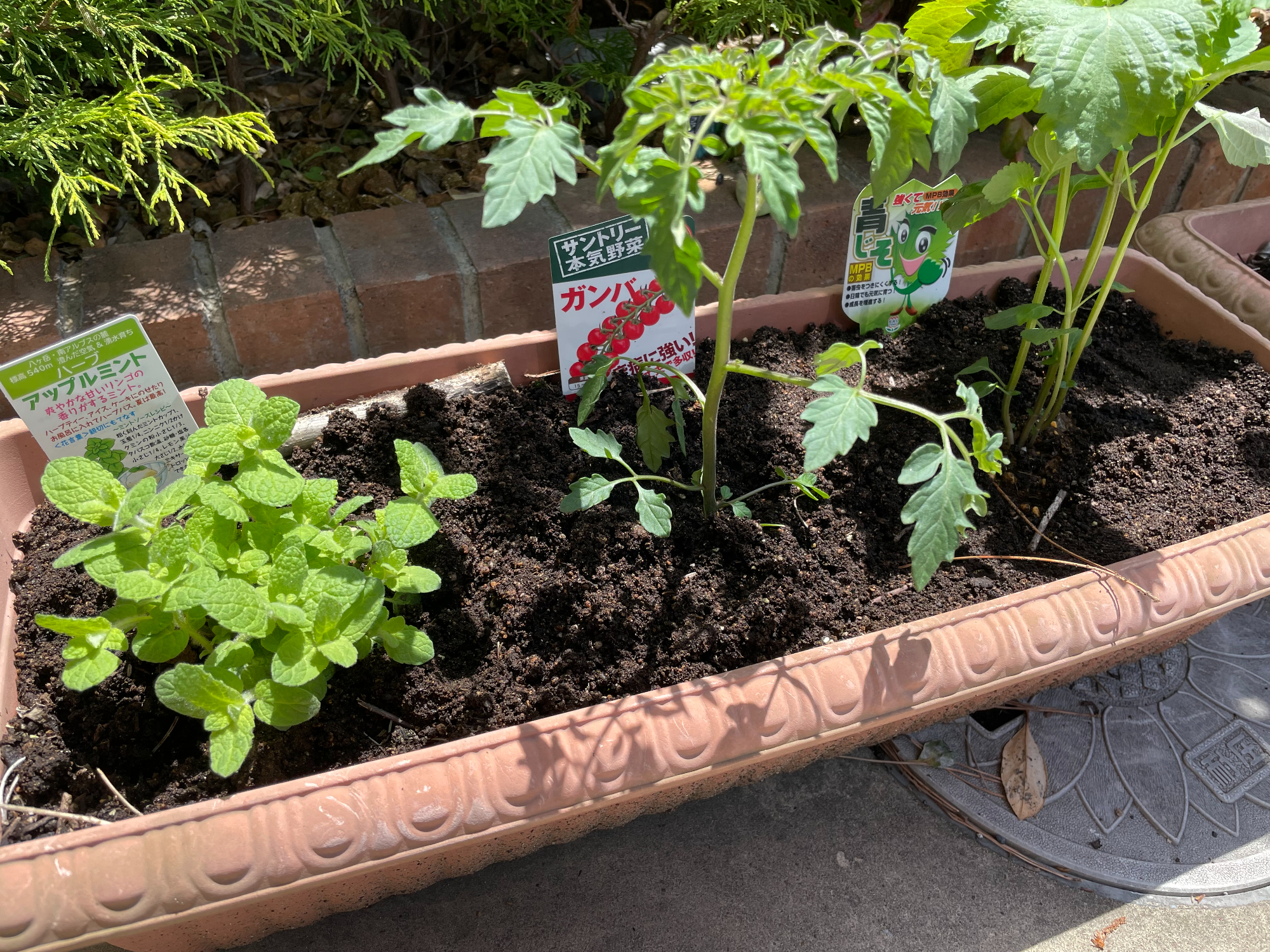 今年のプランター栽培（2022年）