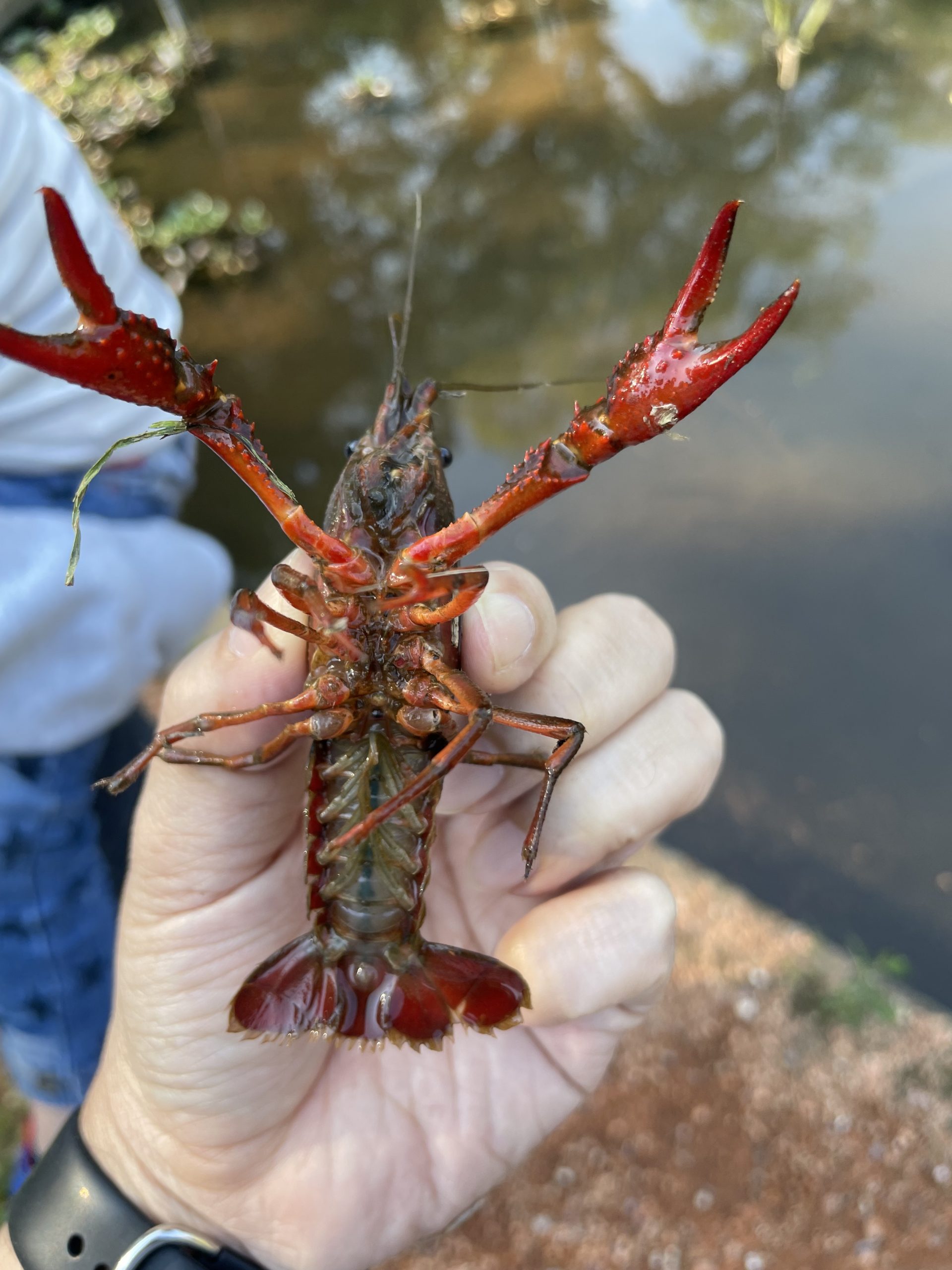 「道の駅くりもと」と「恋する豚研究所」