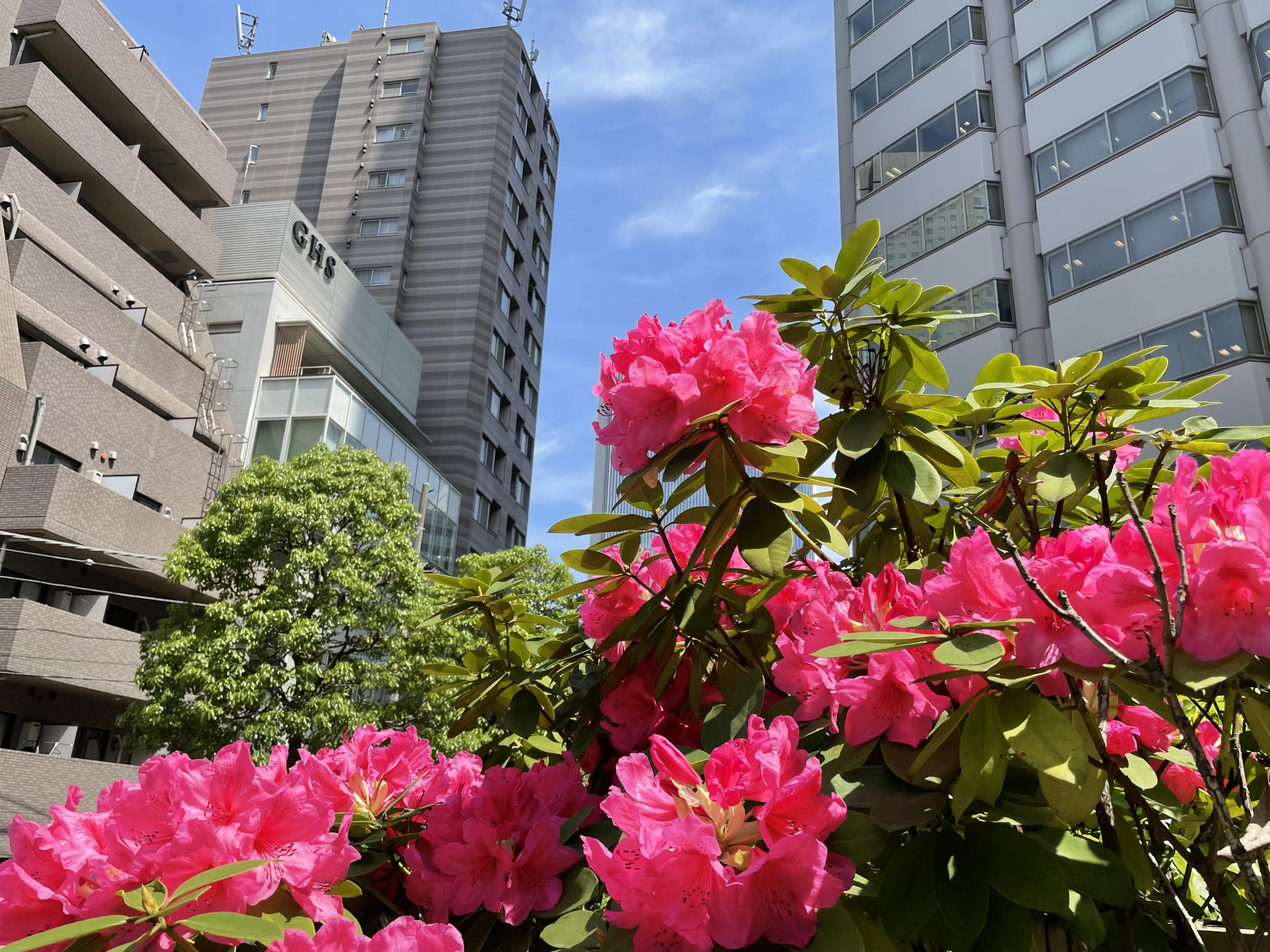 シャクナゲの花（2022/5/10）