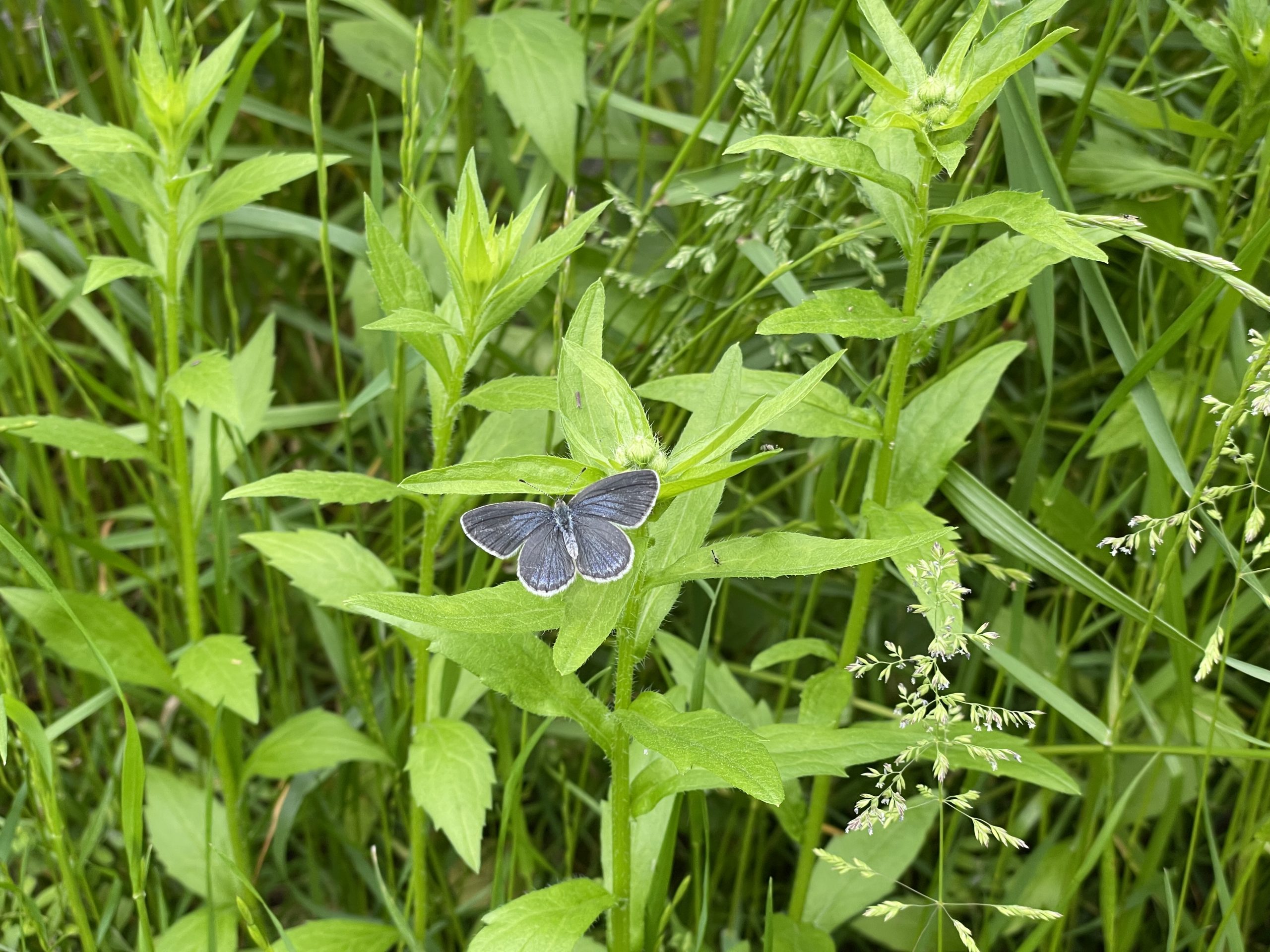 黄菖蒲とシジミチョウ