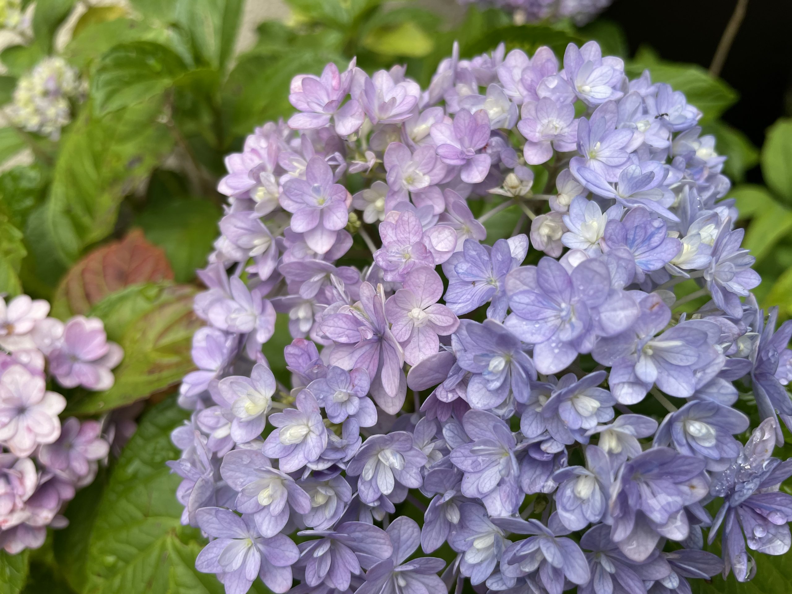 紫陽花がきれいに咲き始めた