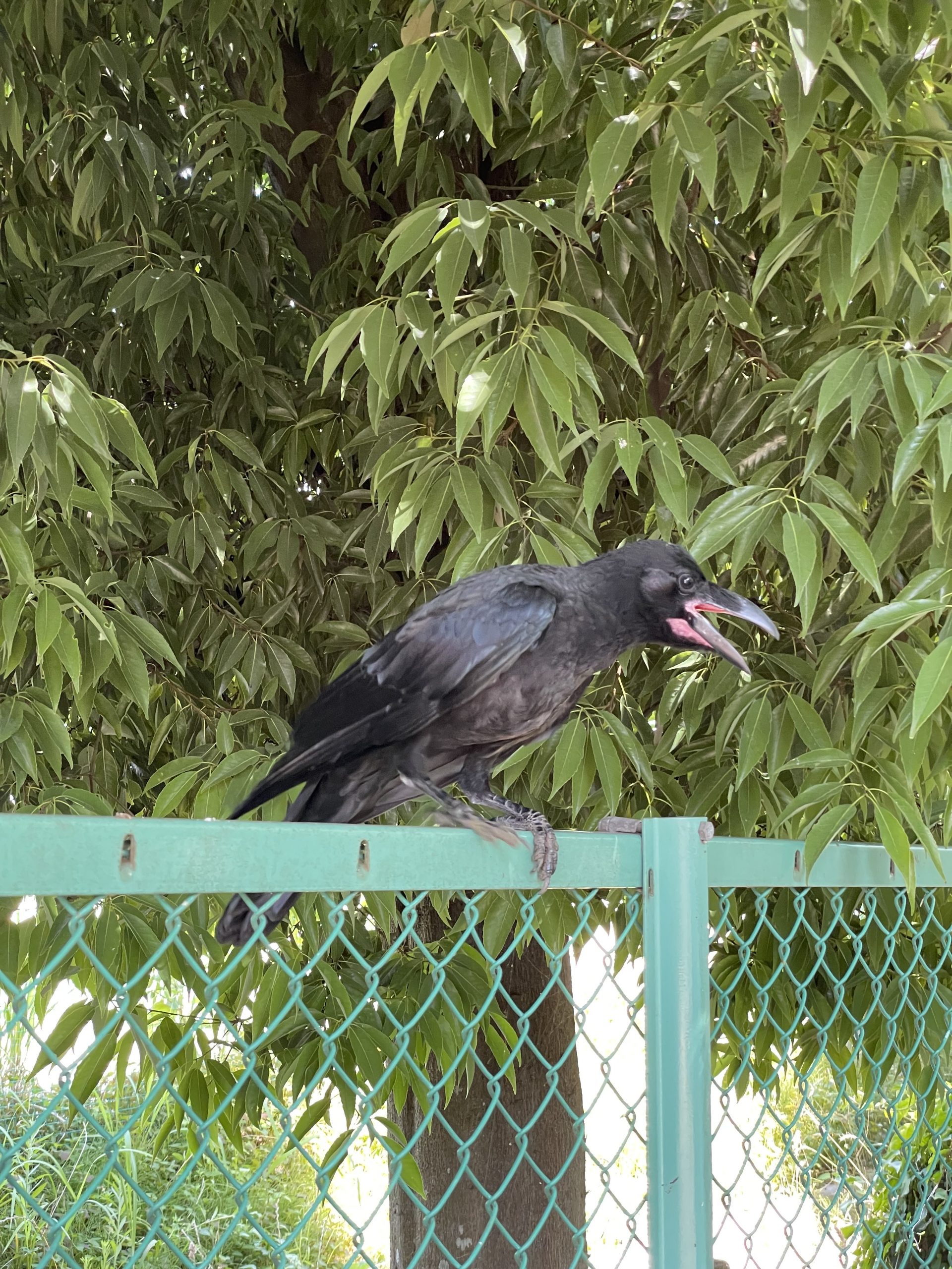 口を開けっ放しのカラス