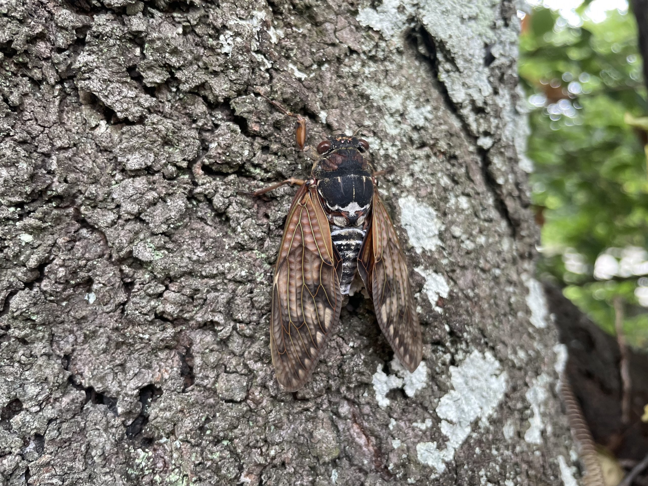 2022年の初セミをゲット