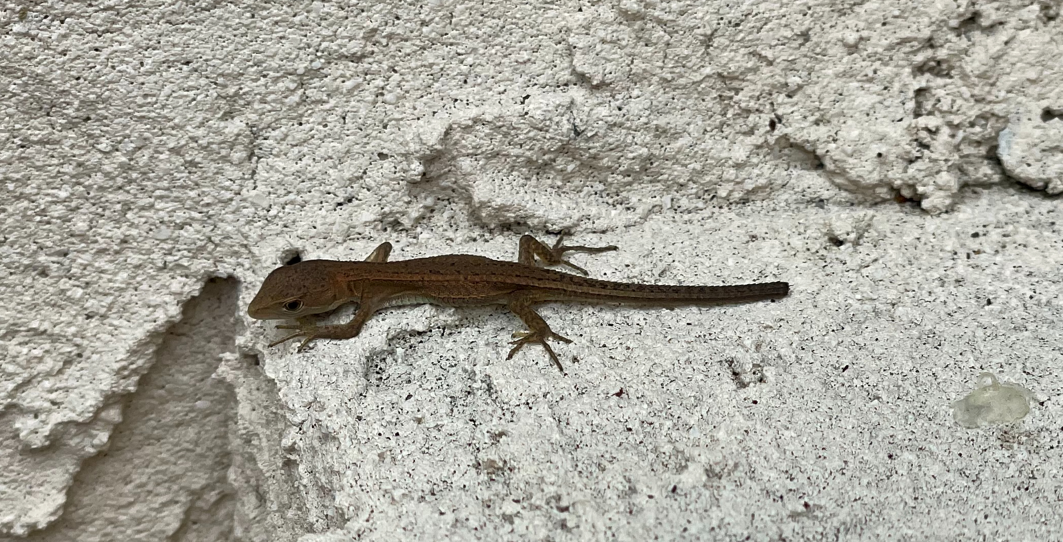 ニホンカナヘビのあかちゃん