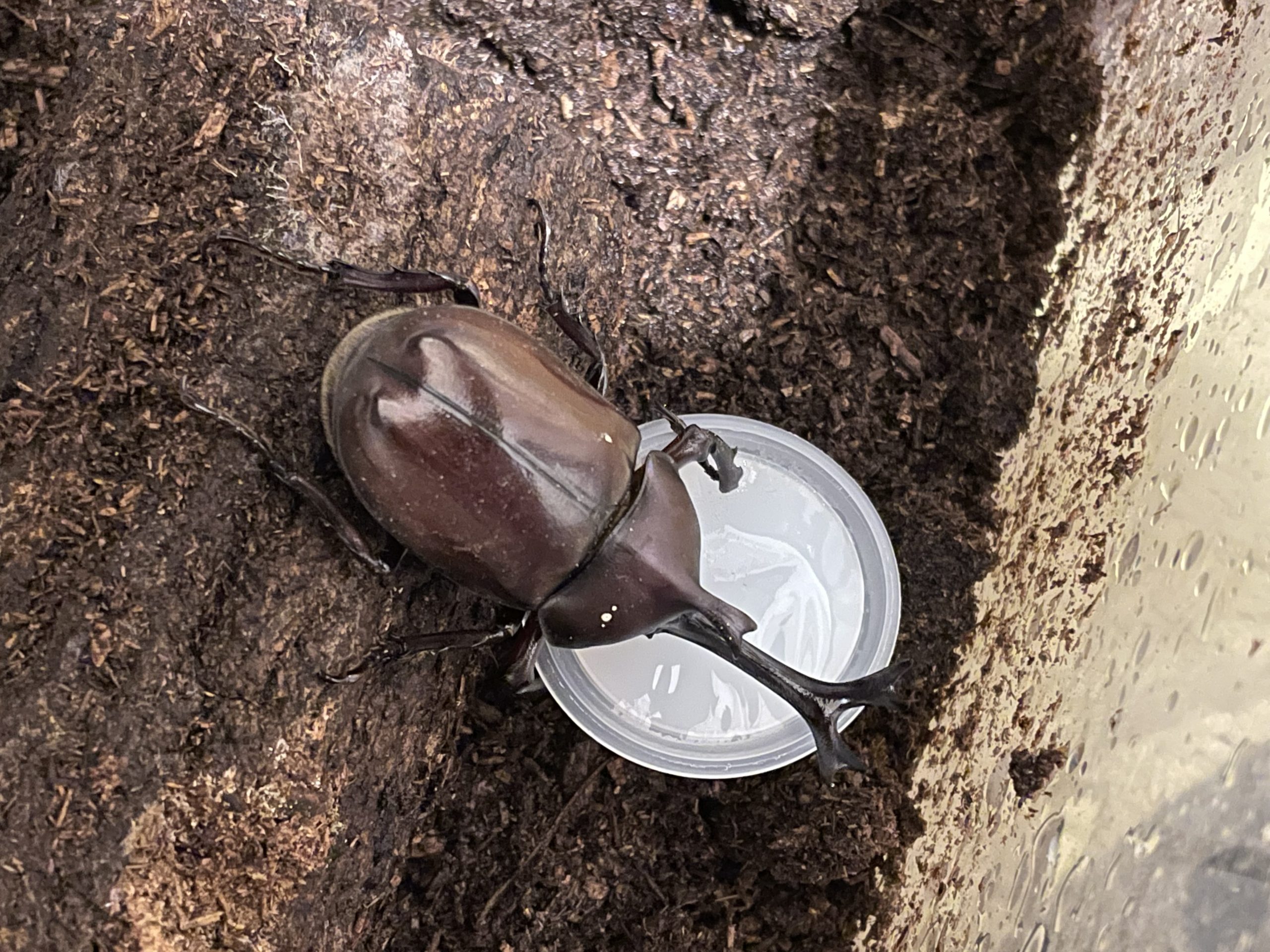 カブトムシ（2022年）