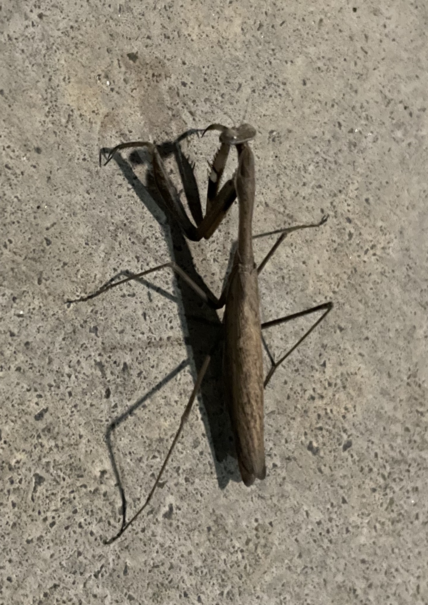 今度こそ2022年の最後のカマキリ