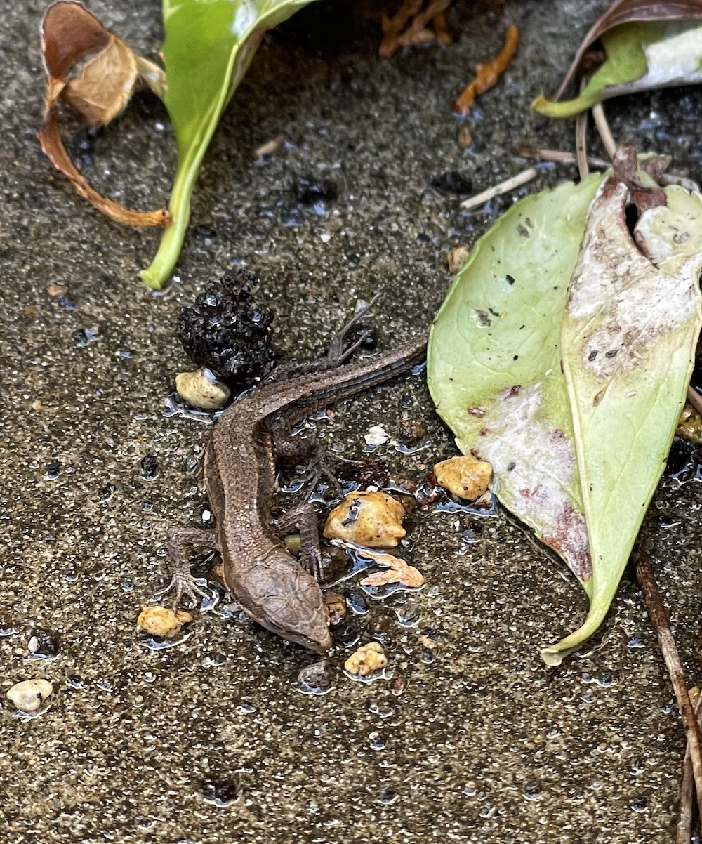 水をかけて冬眠中のカナヘビを起こしてしまった