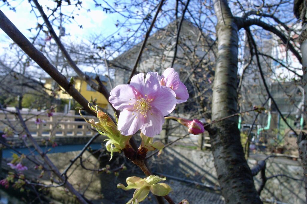 真間川の河津桜の一輪と橋