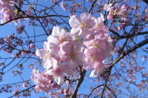 真間川の河津桜の一房