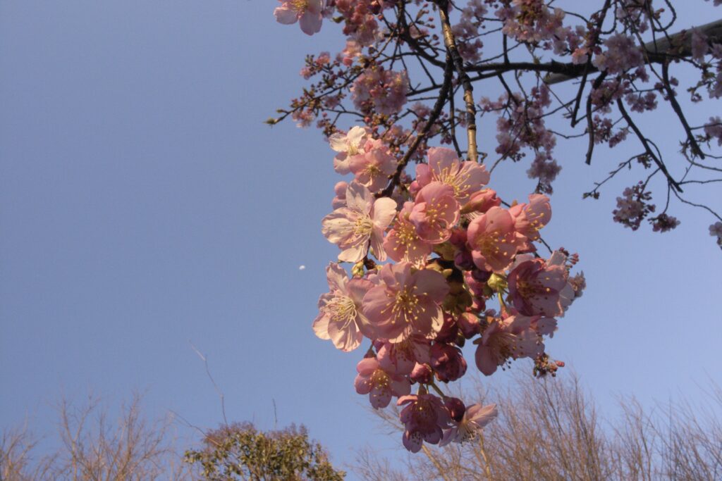 真間川の河津桜と夕空