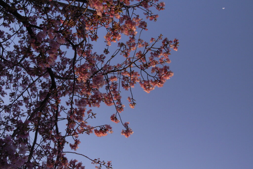 真間川の河津桜と夕空