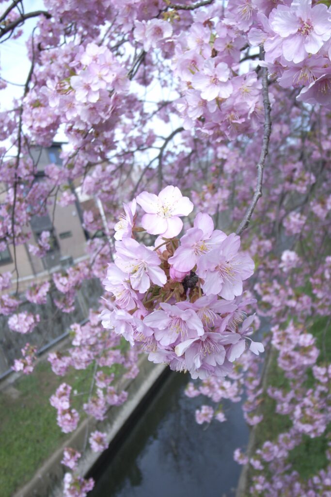 真間川の河津桜の一房と川