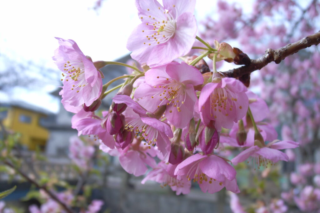 真間川の河津桜のアップ