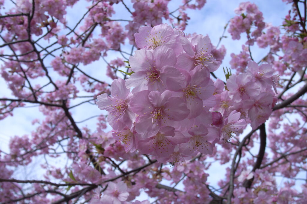 真間川の河津桜