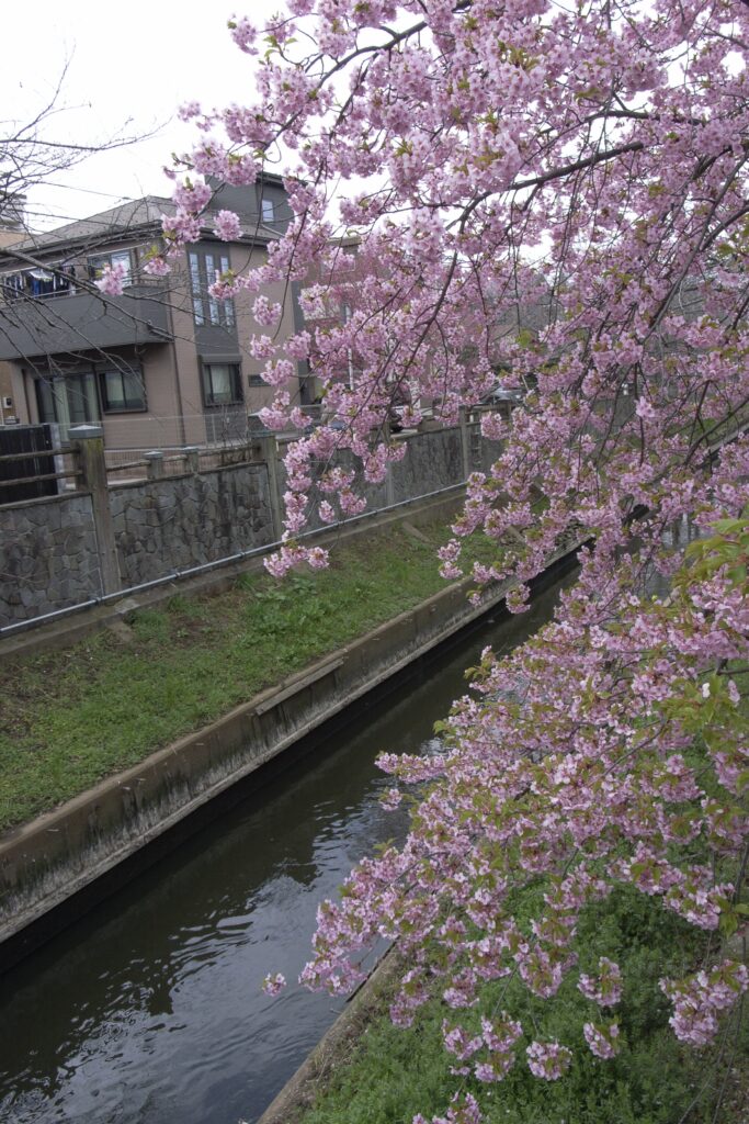 真間川の河津桜