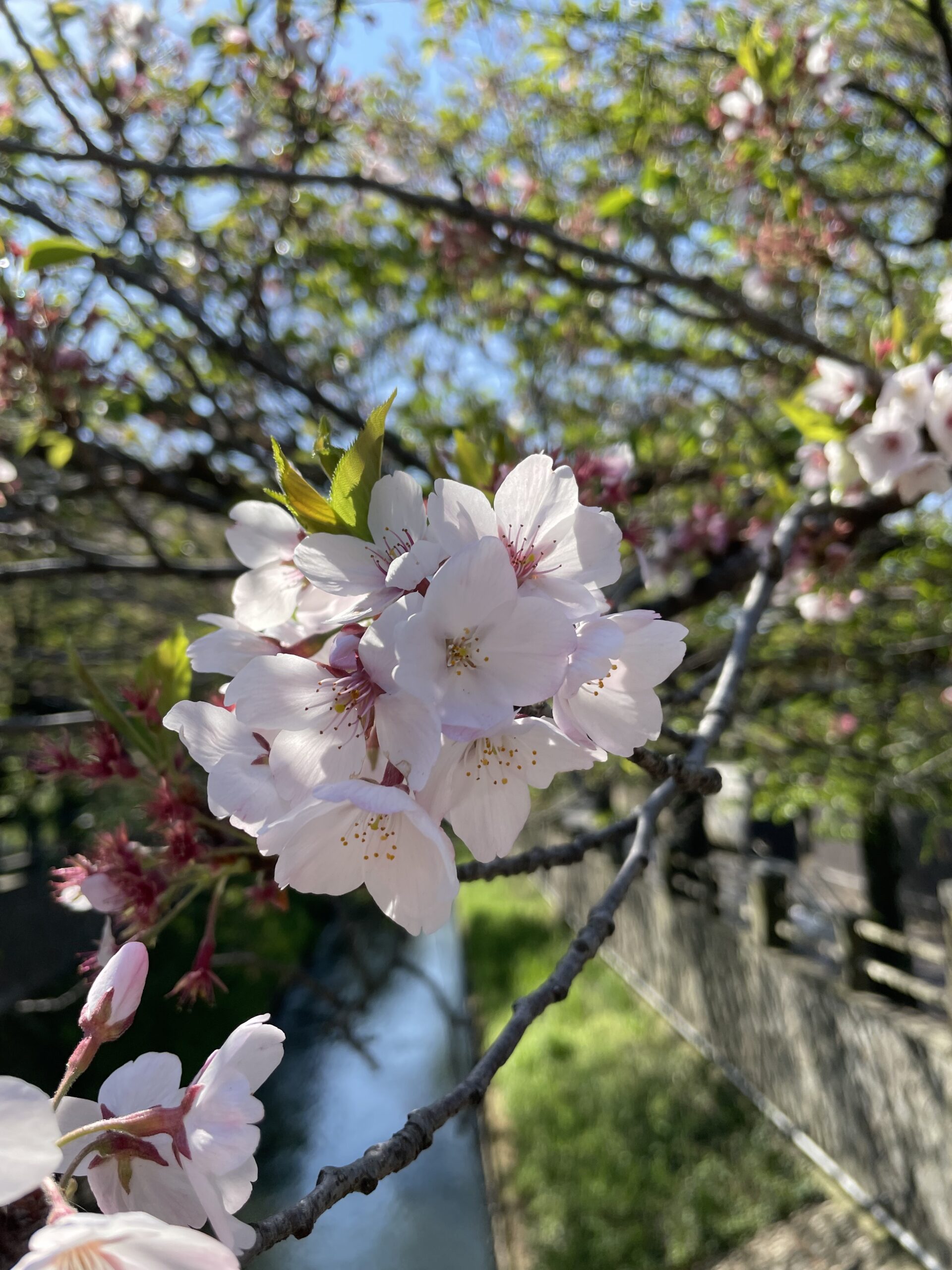 咲き遅れの桜と山桜