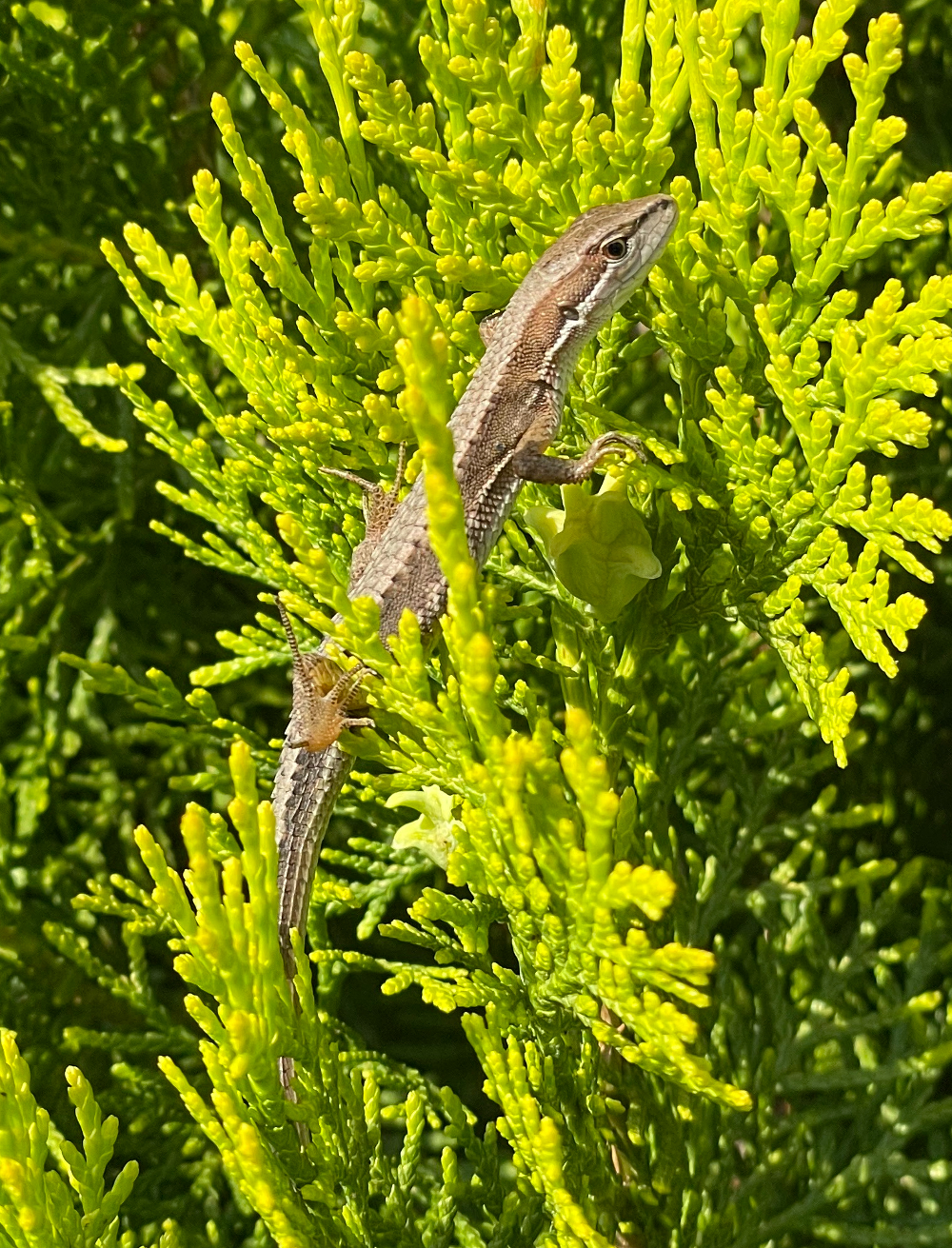 日光浴していたカナヘビ