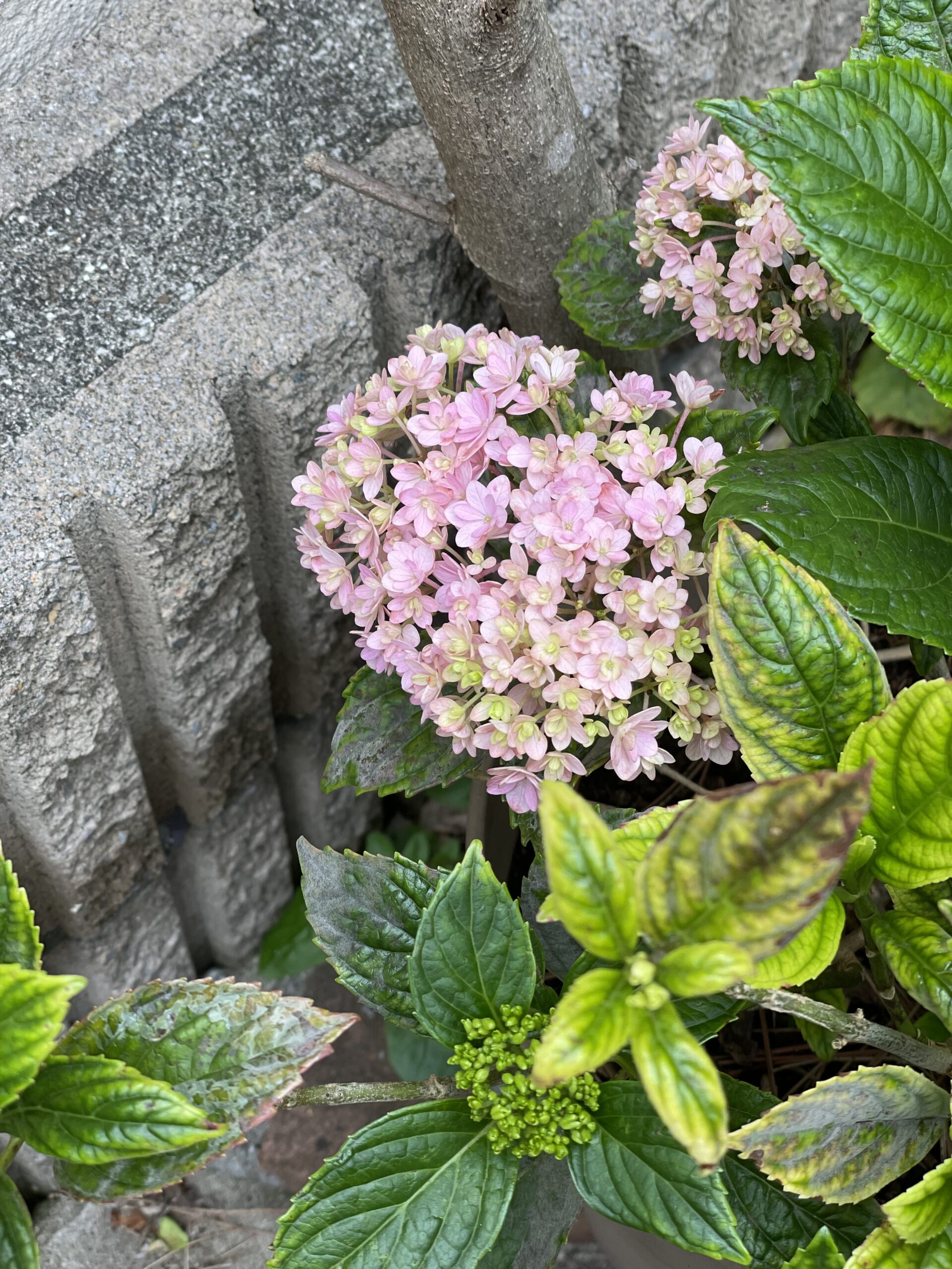 紫陽花が咲きました（2023年）