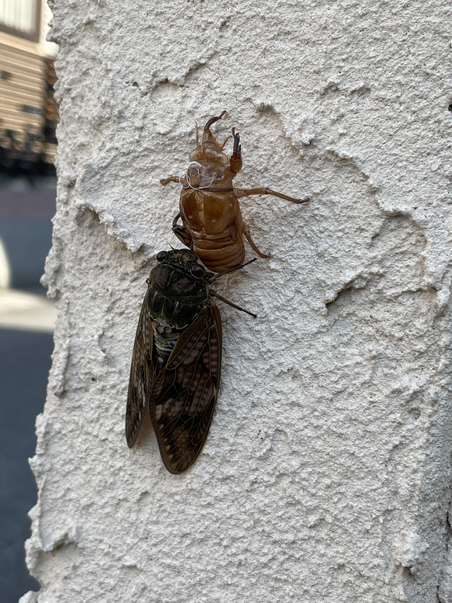 今年初のアブラゼミ