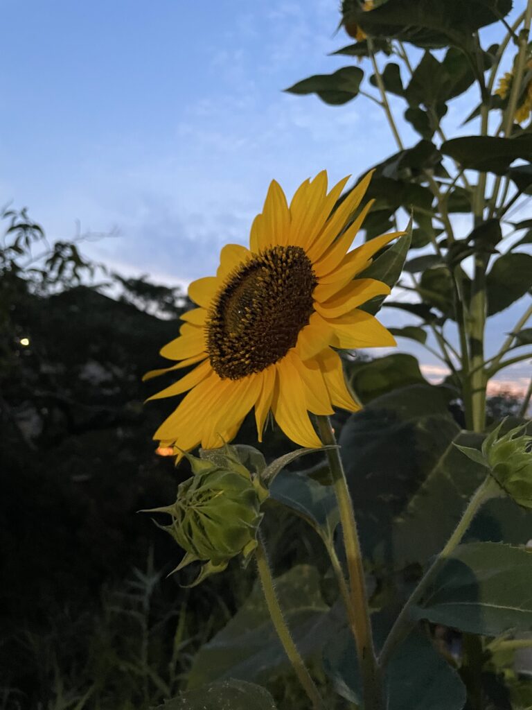 夕暮れ時の向日葵の花