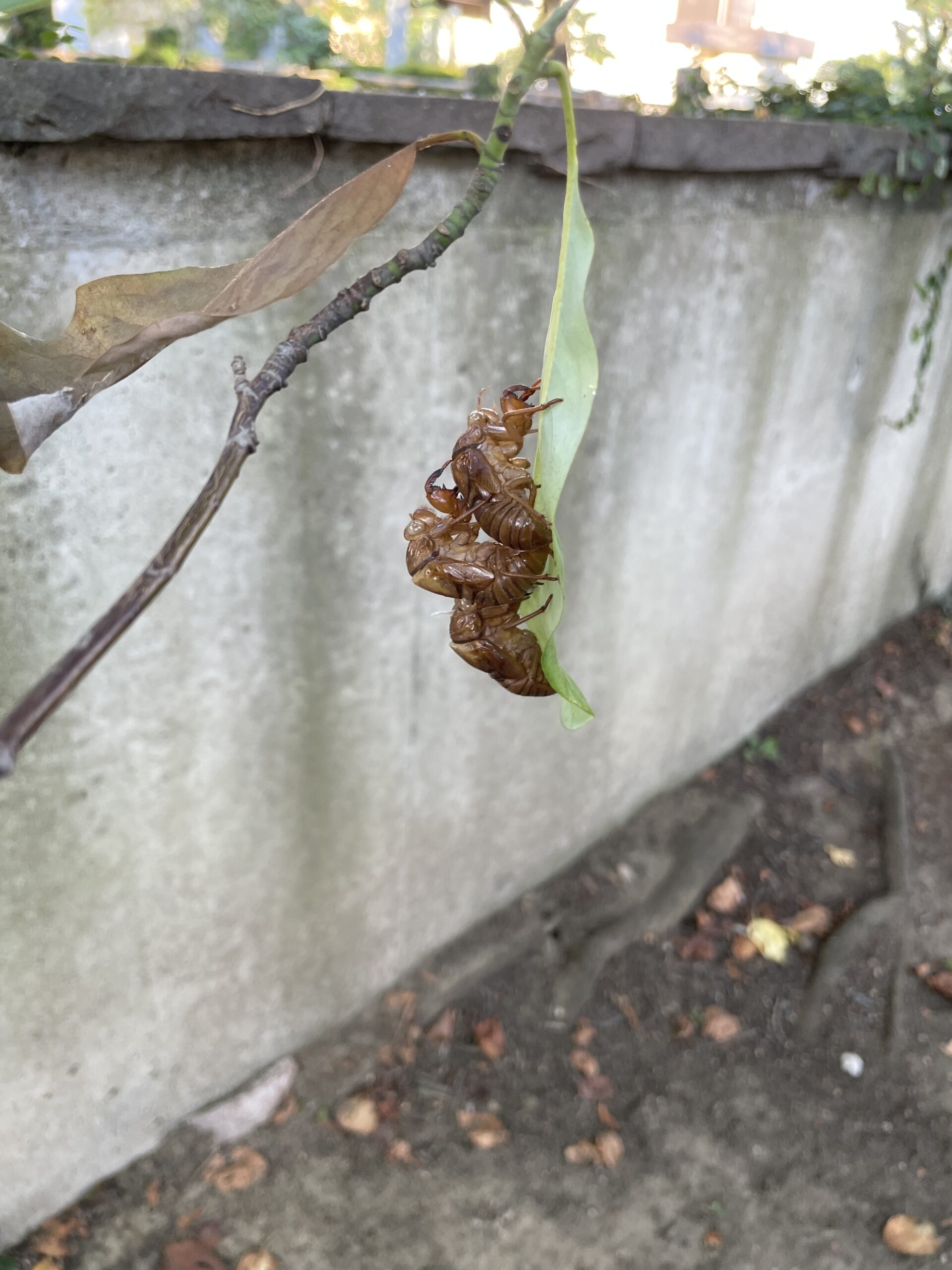 大人気の葉っぱ