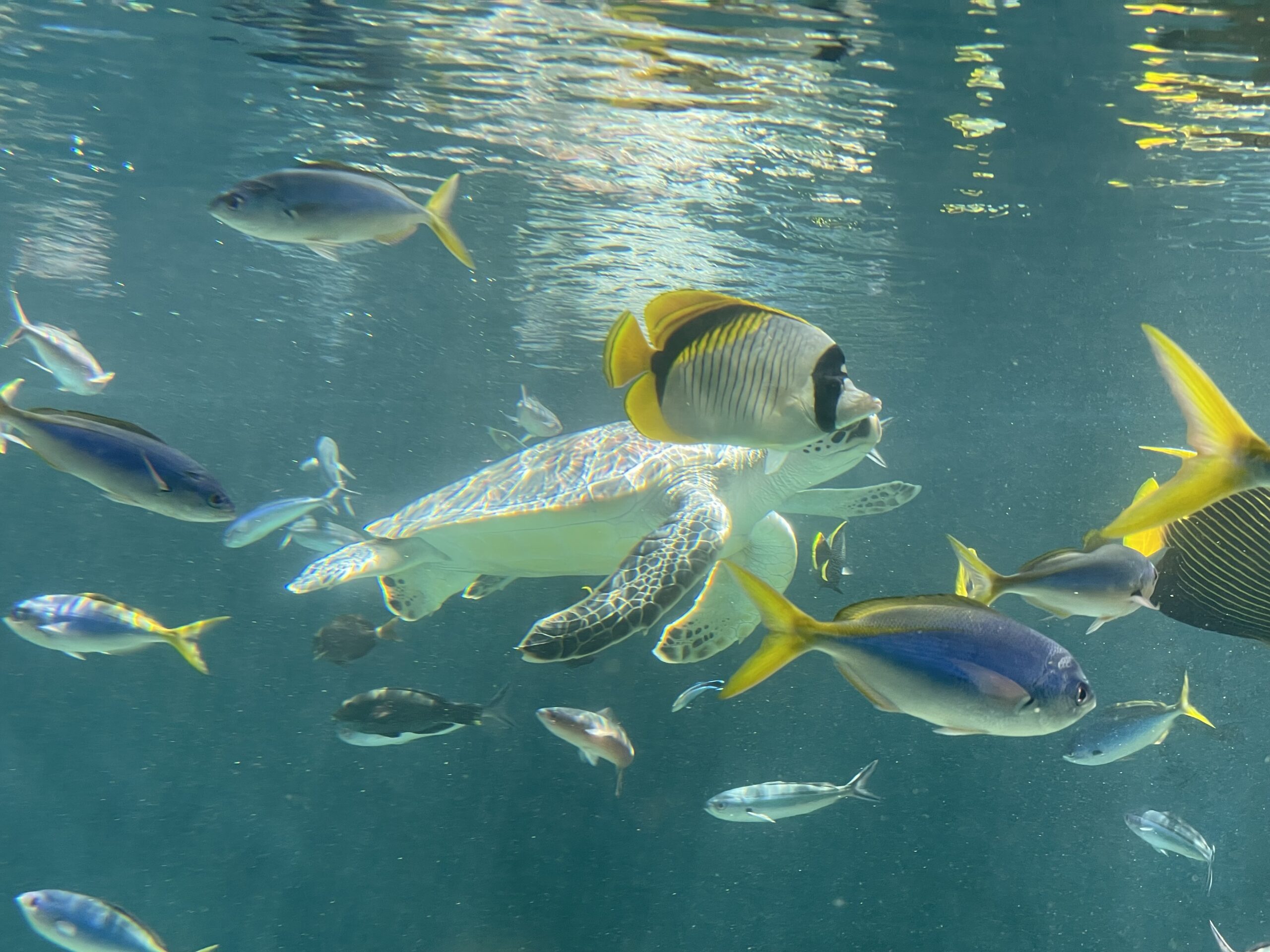 数年ぶりに葛西臨海水族園にいってきた