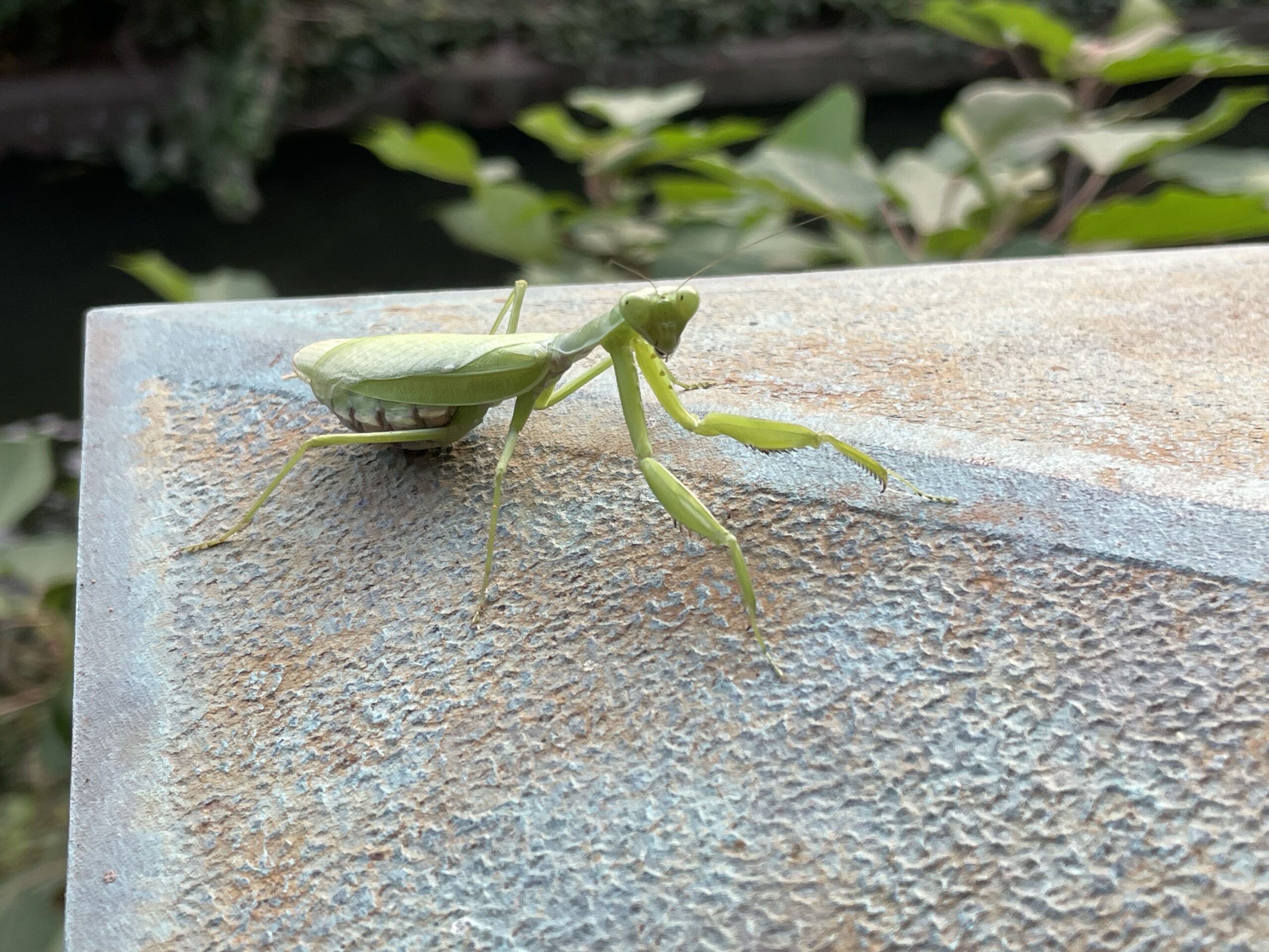 ハラビロカマキリ