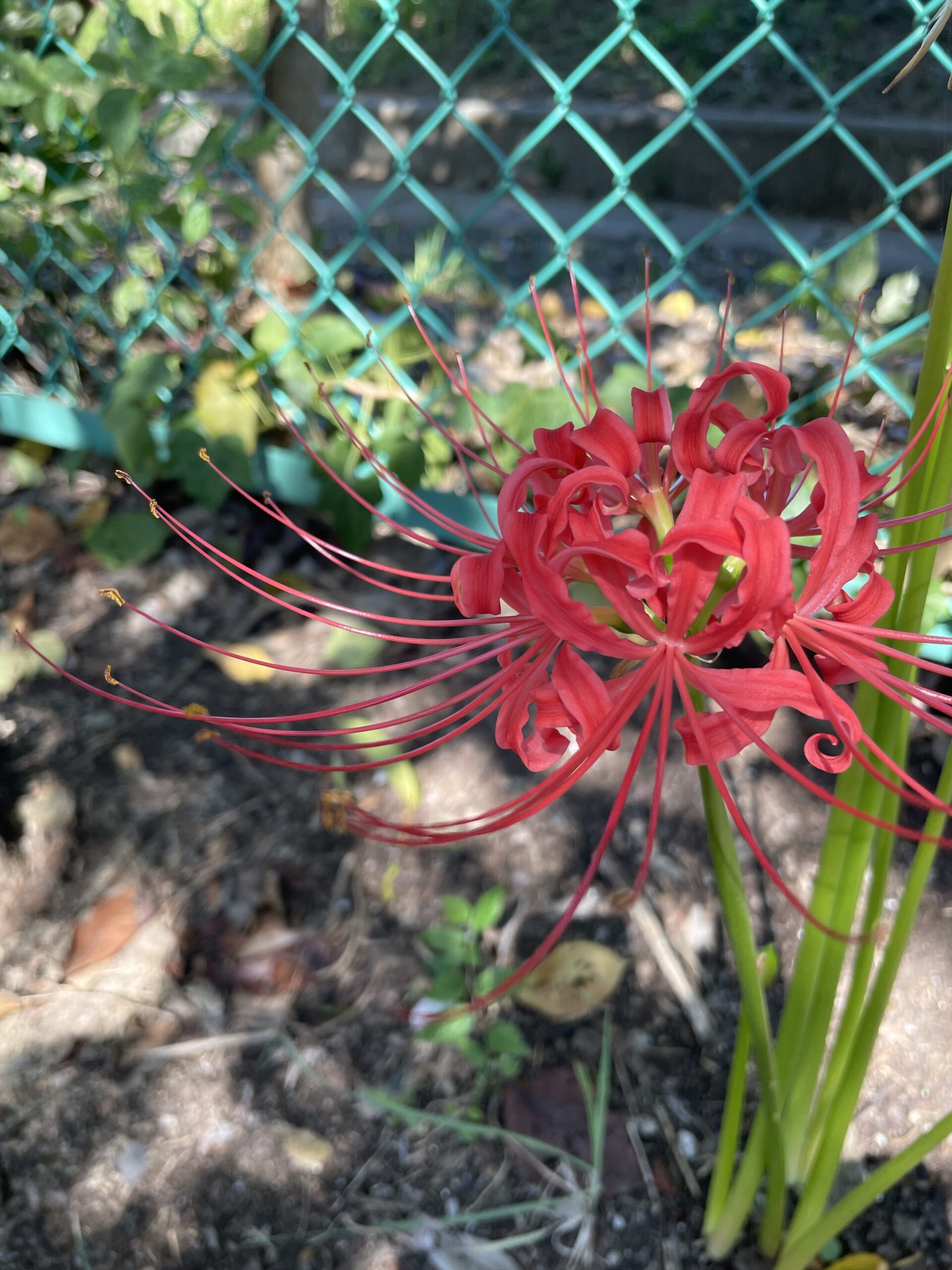 彼岸花がさいていた