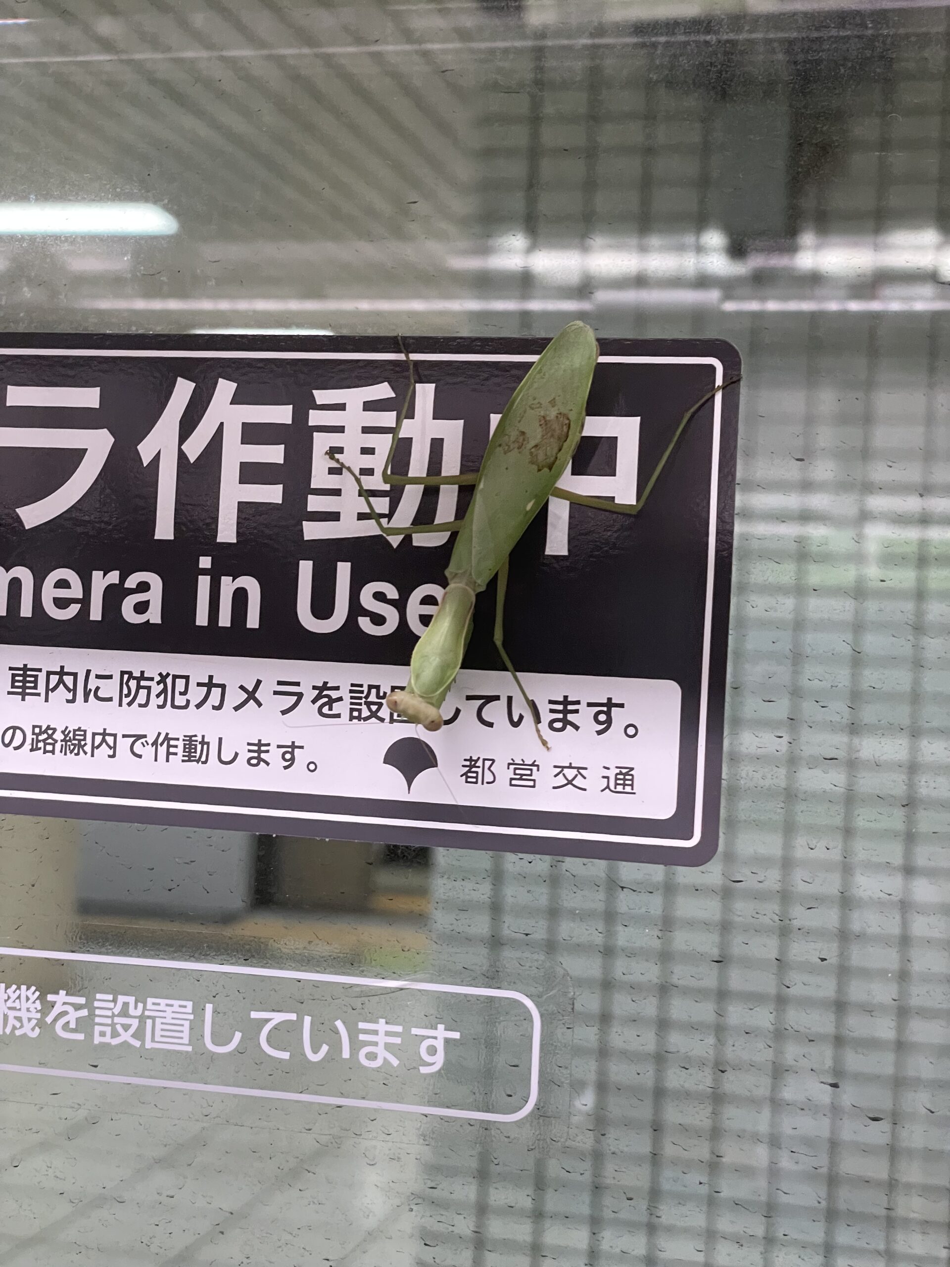 地下鉄にハラビロカマキリが乗っていた