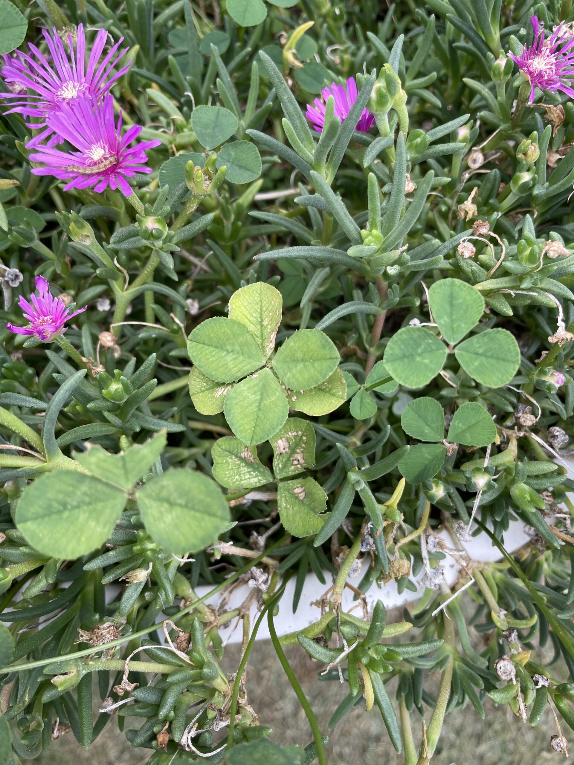 四つ葉じゃなかった