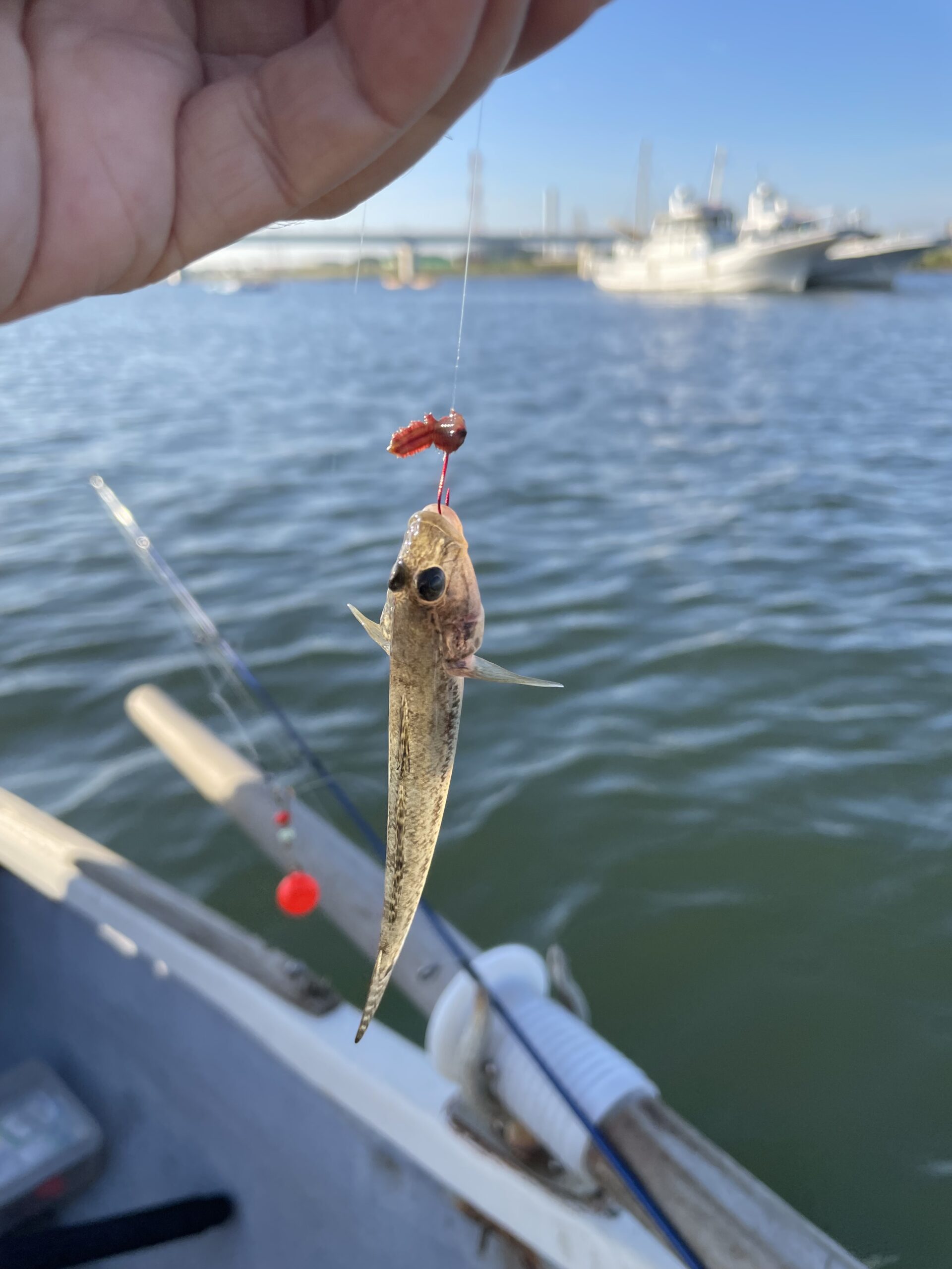 今年も江戸川へハゼ釣りに行ってきた（2023年）