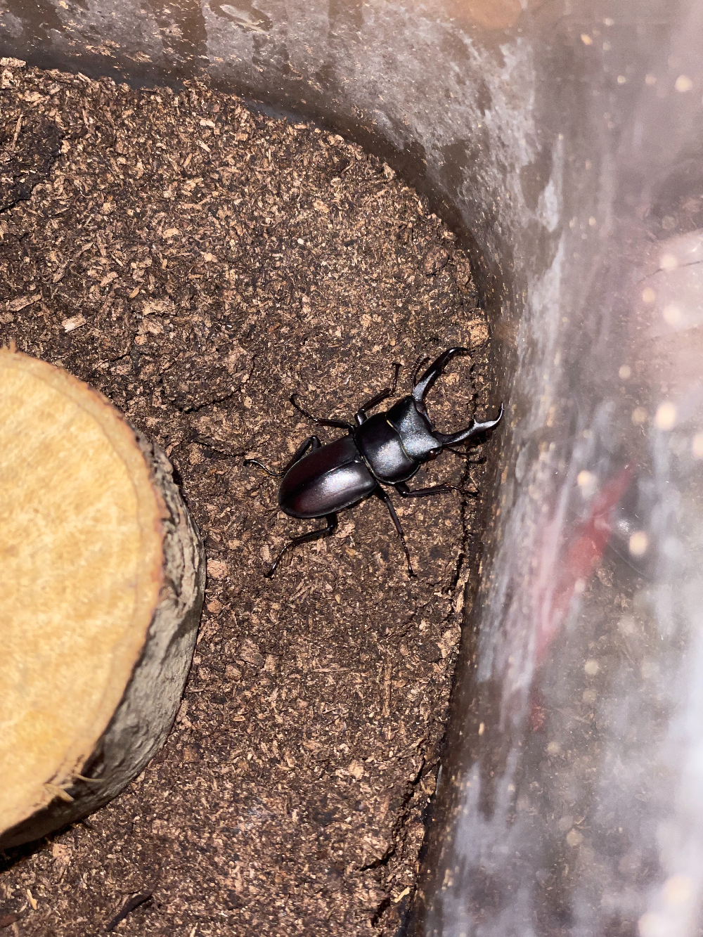 コクワガタは越冬できるかな