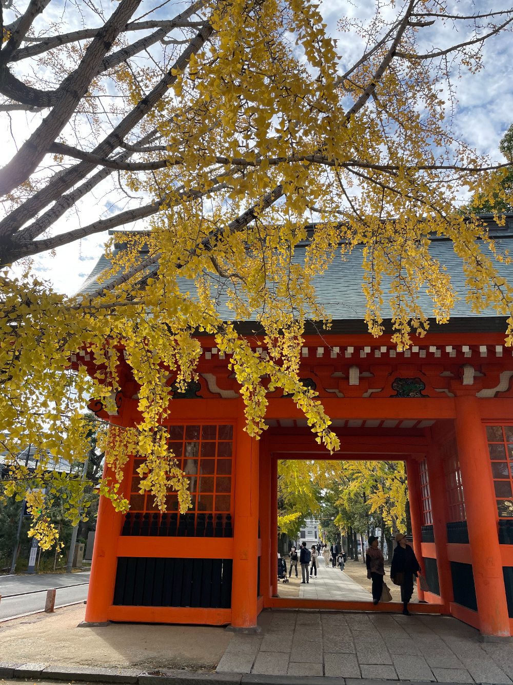 葛飾八幡宮のイチョウ