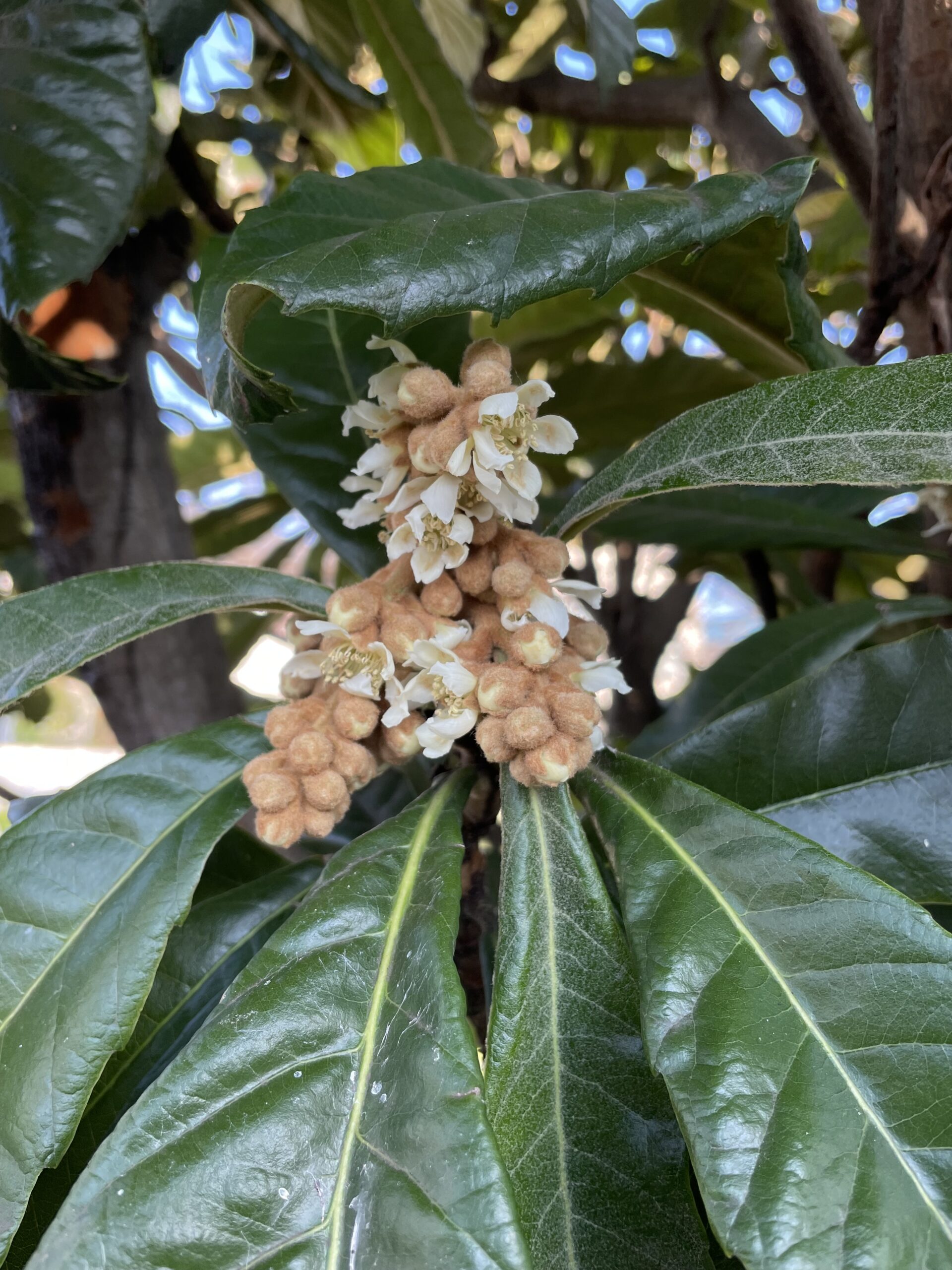 枇杷の花が咲いていた