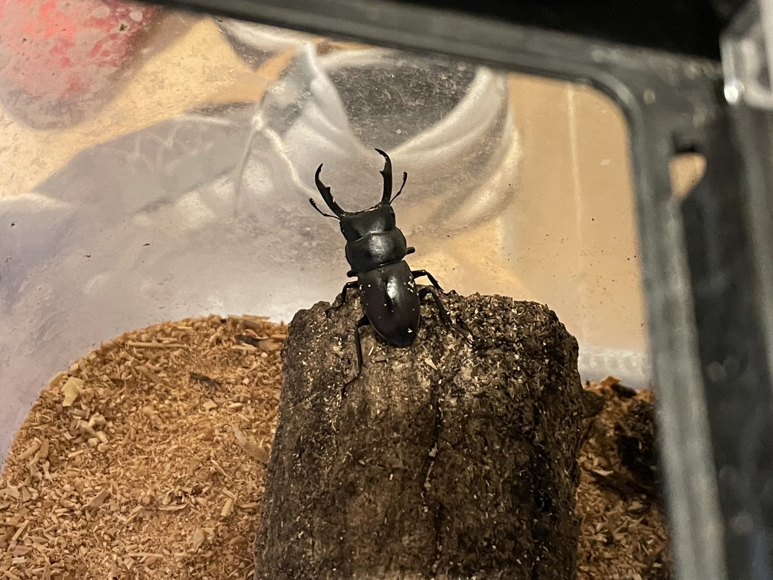 12月なのに暖かすぎて、コクワガタが越冬から目覚めた