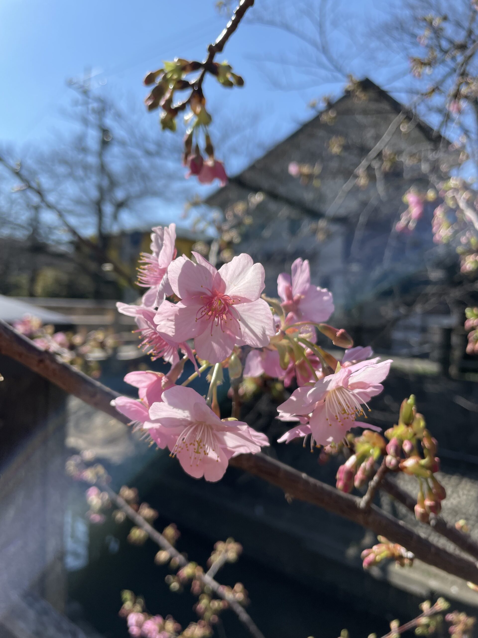 今年も真間川の河津桜が咲いた(2024年)